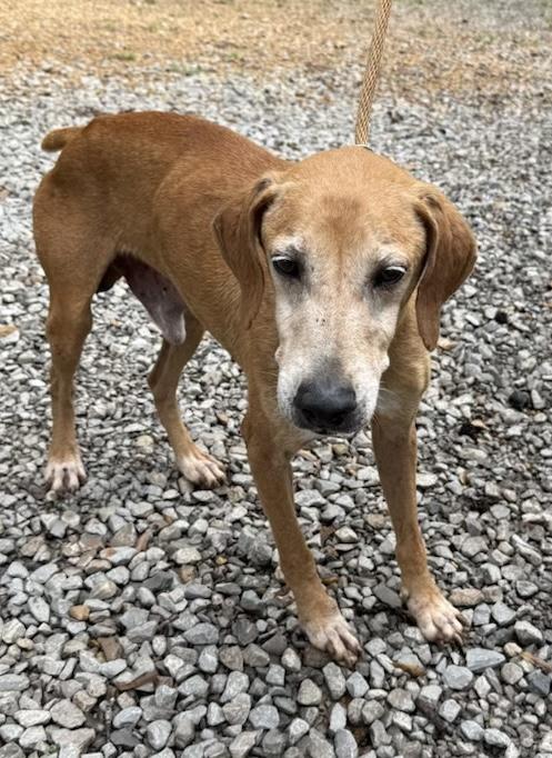 Enlarge Rusty, a Adoptable mixed breed in Mandeville, LA image 5/6