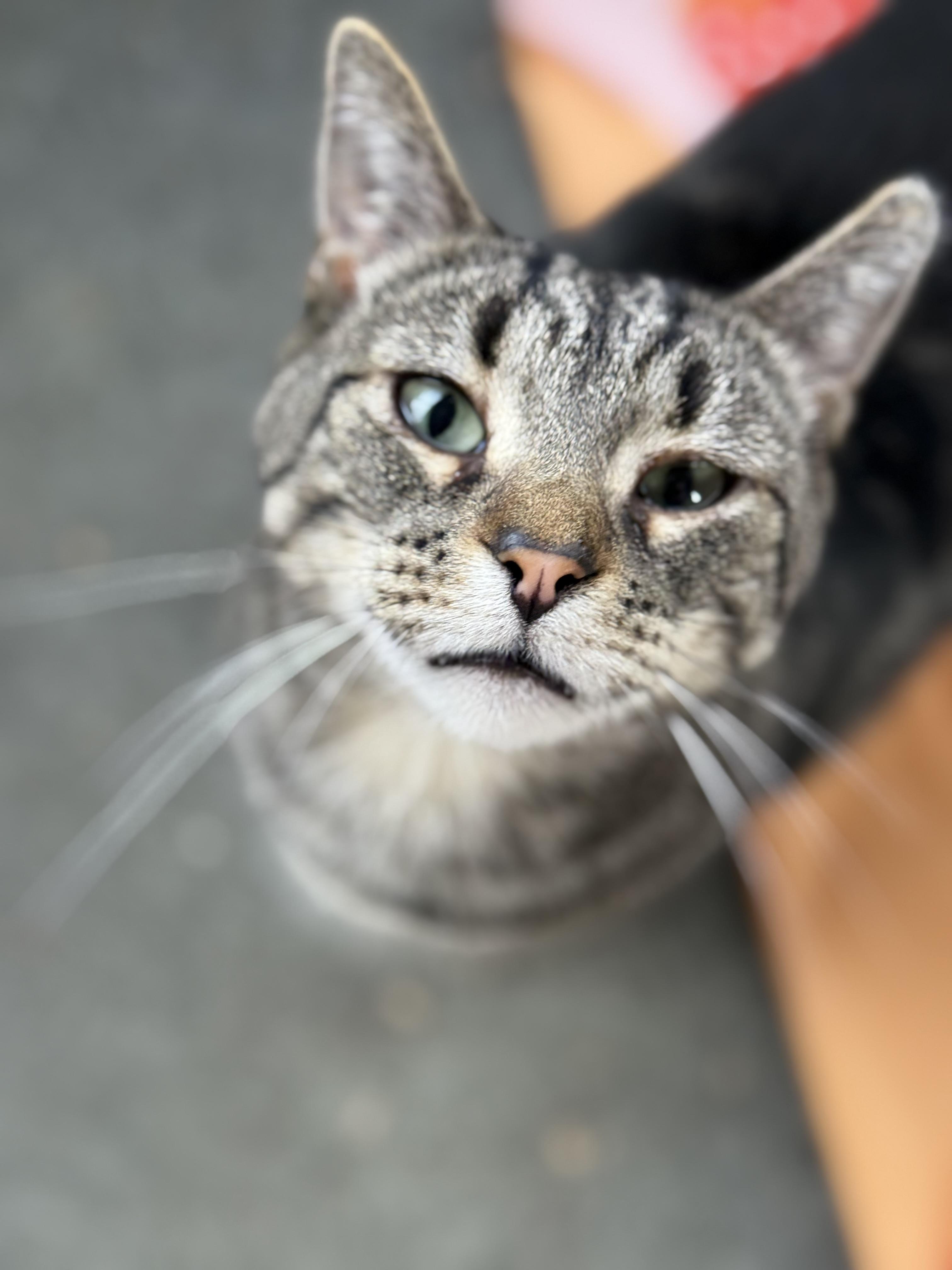 Enlarge Maisie Sweets, a Adoptable Domestic Short Hair in Oak Park, MI image 6/6