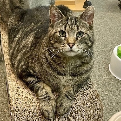 Enlarge Maisie Sweets, a Adoptable Domestic Short Hair in Oak Park, MI image 5/6