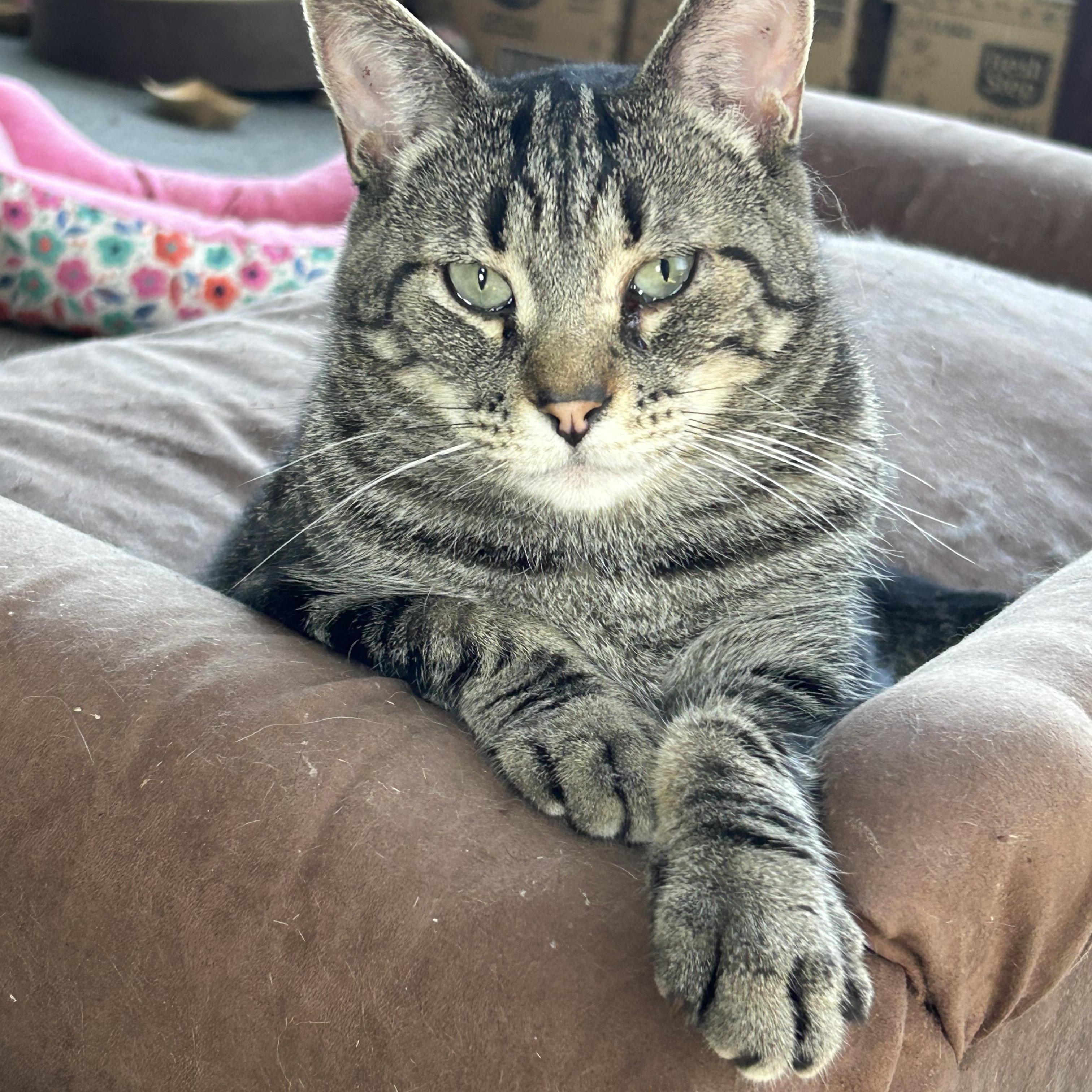 Enlarge Maisie Sweets, a Adoptable Domestic Short Hair in Oak Park, MI image 2/6