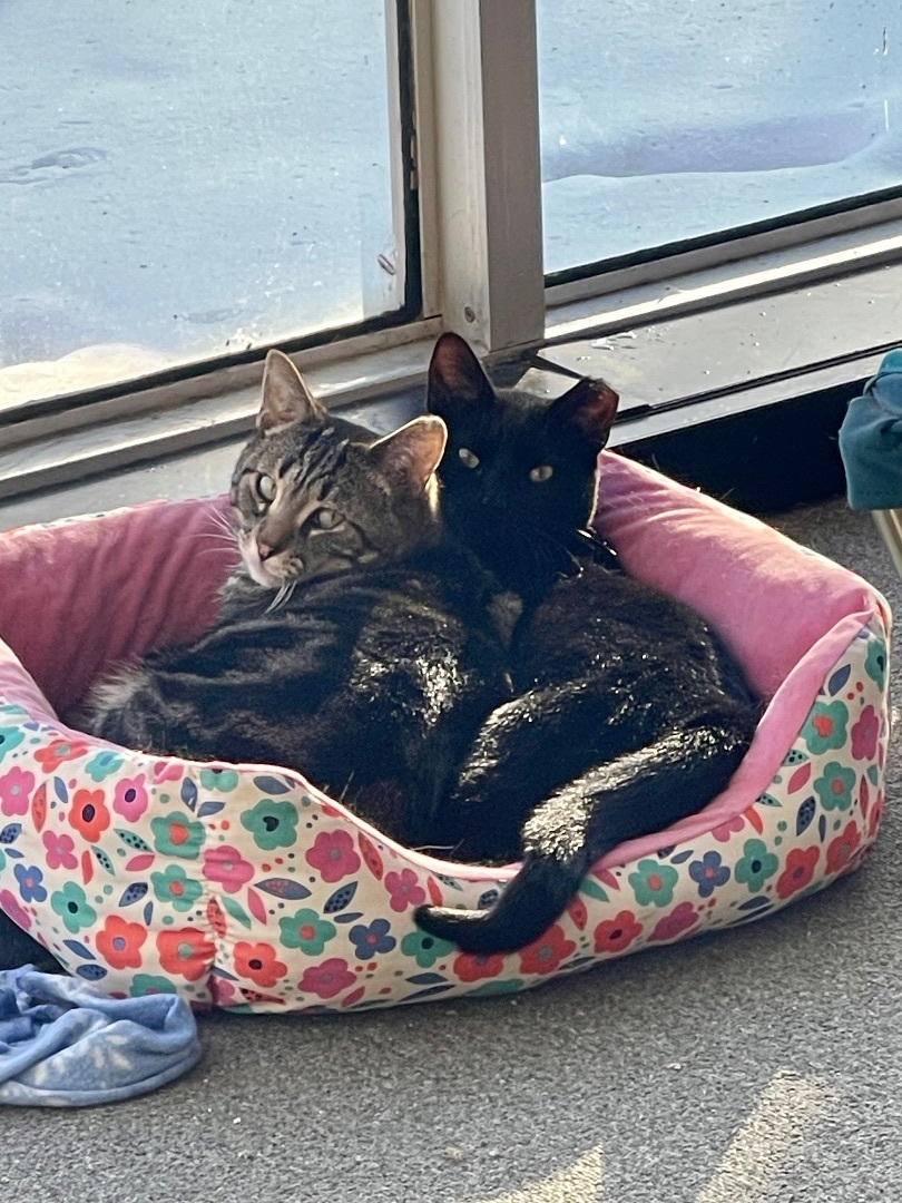 Maisie and Alana (Bonded pair) photo 3