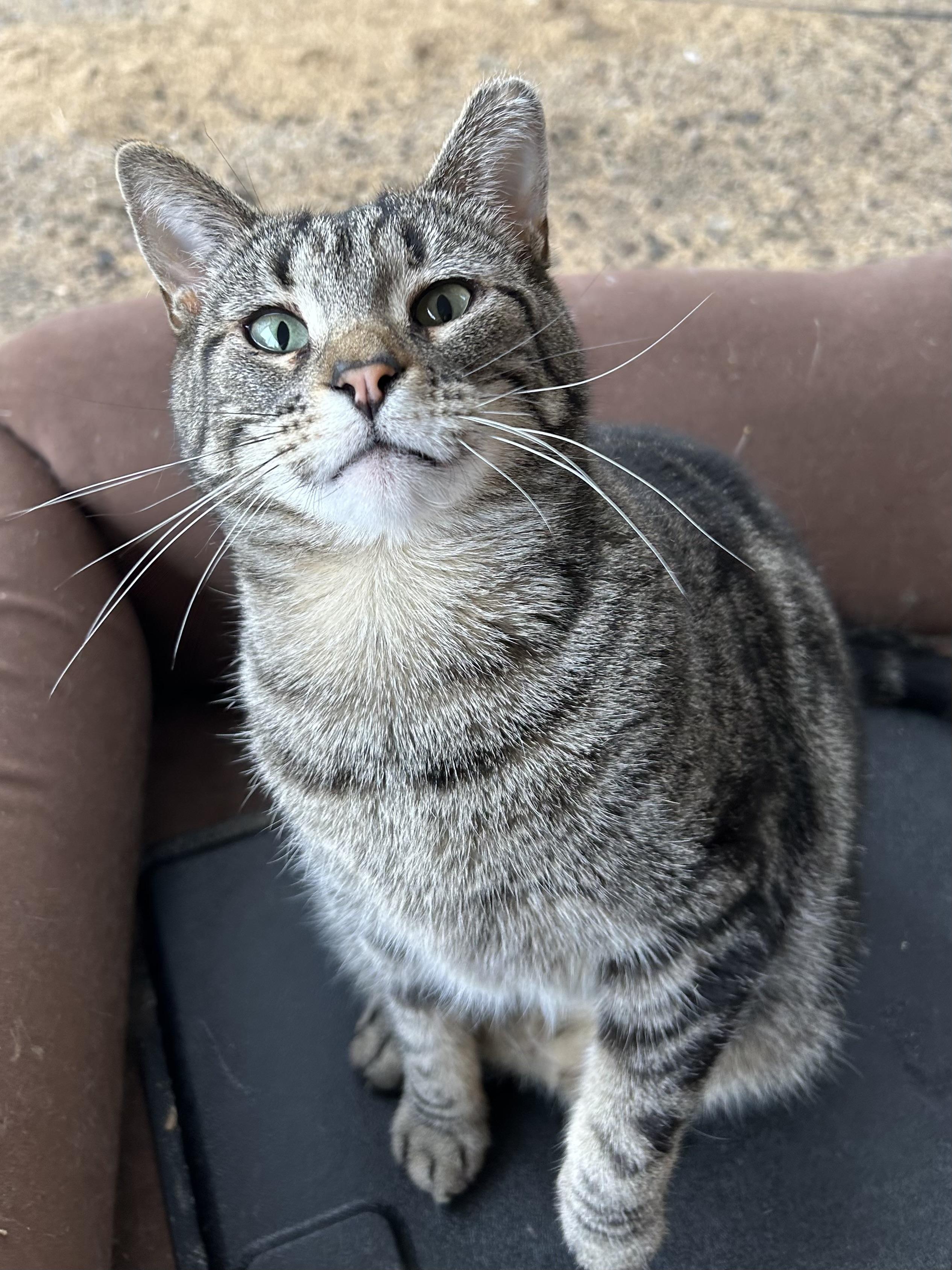Maisie and Alana (Bonded pair), Adult Female Domestic Short Hair
