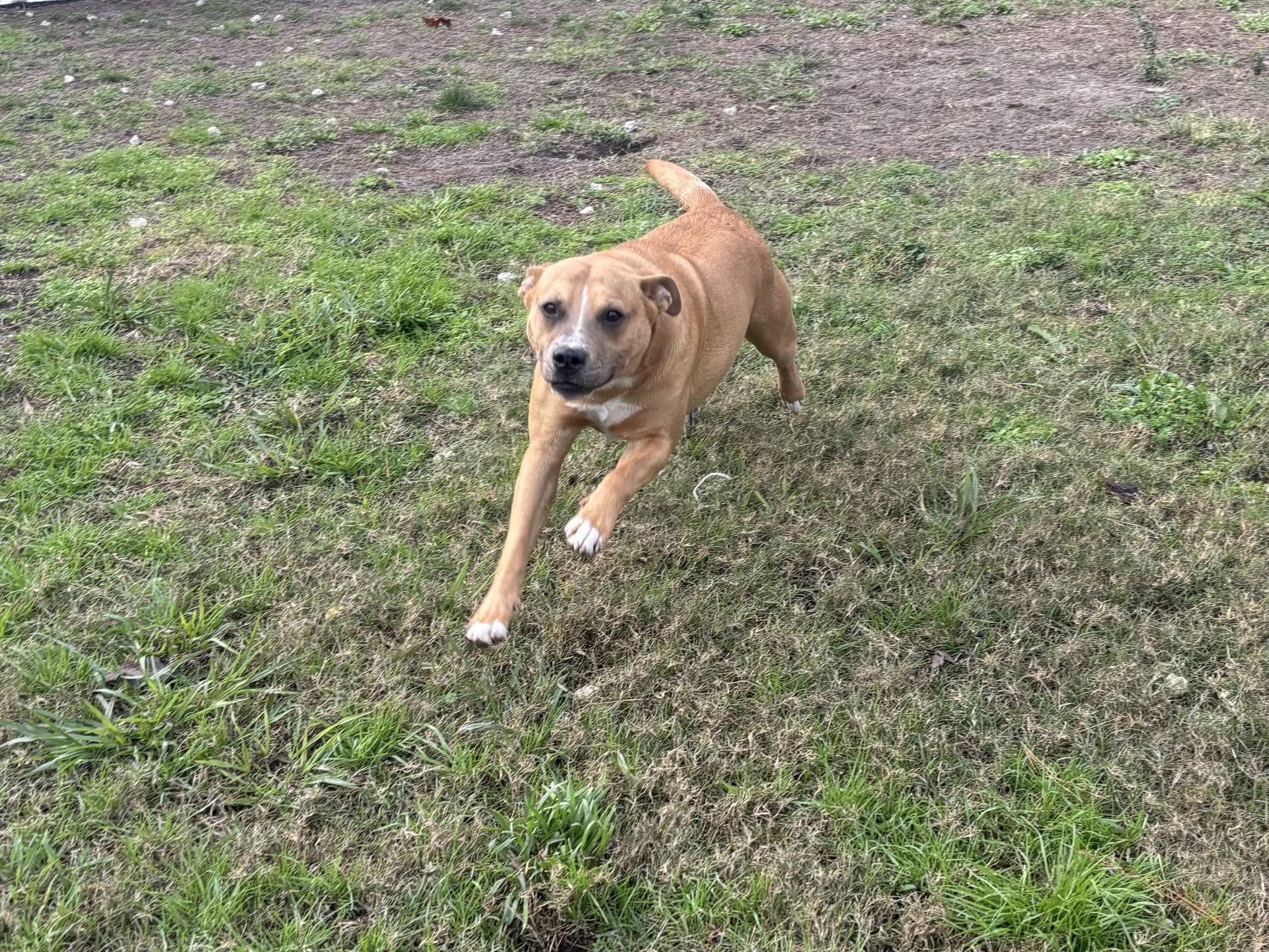 Enlarge Chibbs, a ADOPTABLE mixed breed in Coldspring, TX image 3/4