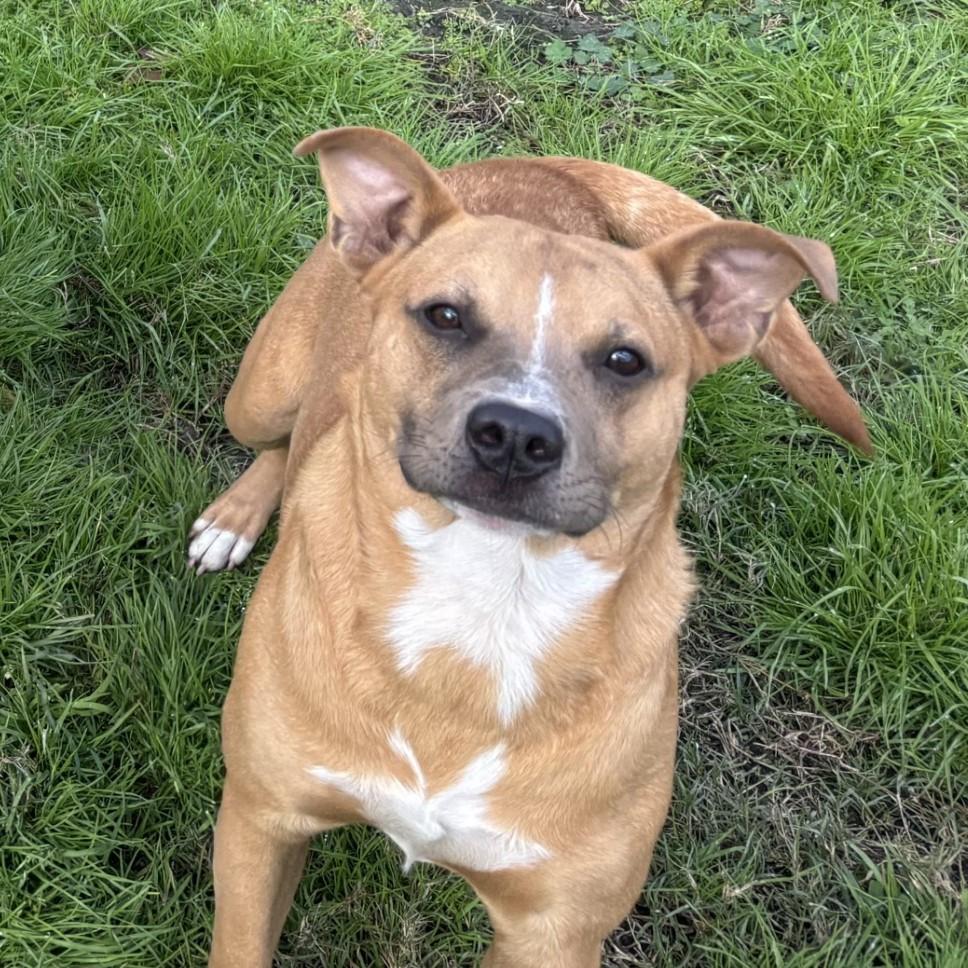 Chibbs, ADOPTABLE, Adult Male Mixed Breed.