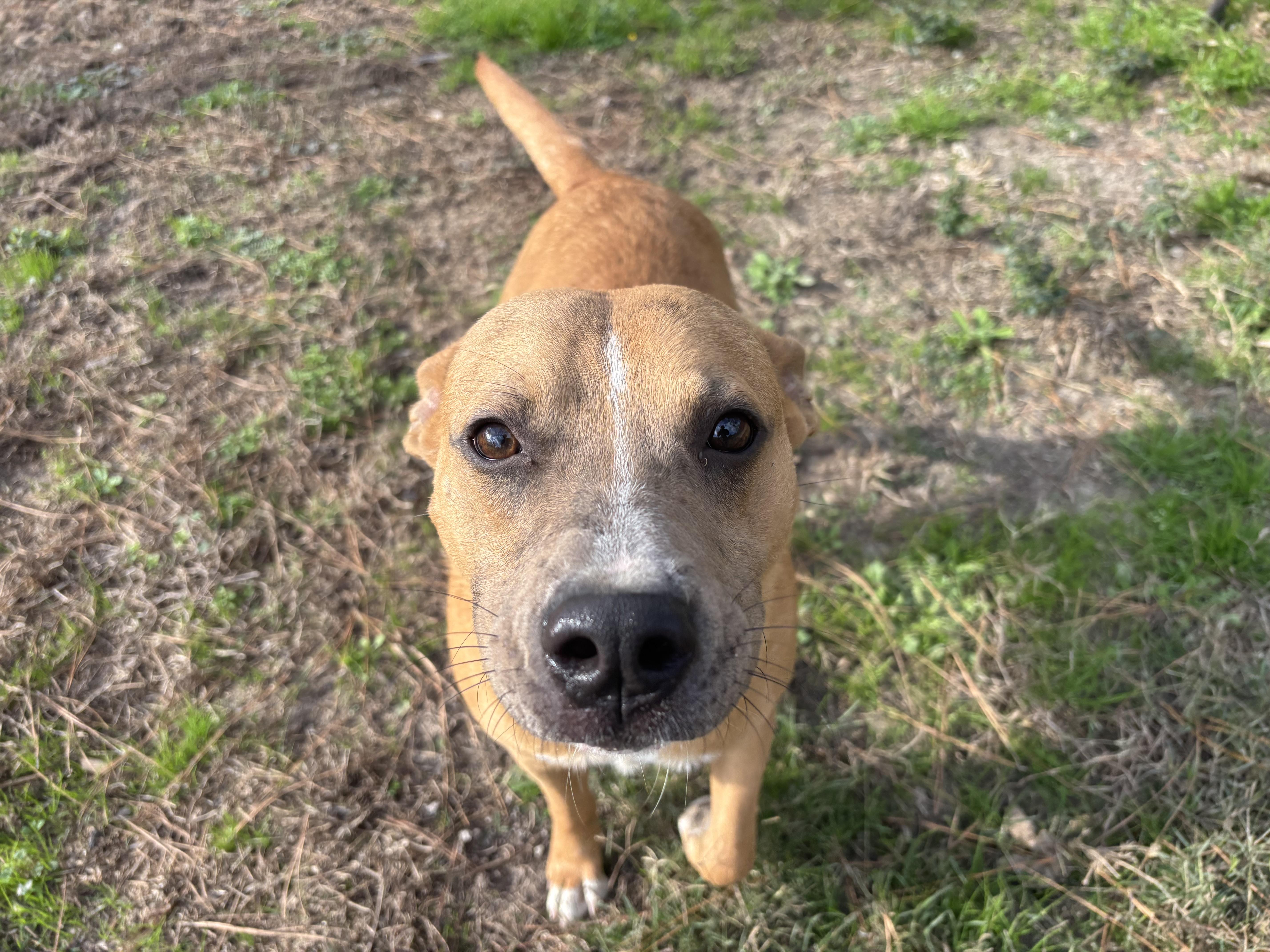 Enlarge Chibbs, a ADOPTABLE mixed breed in Coldspring, TX image 2/4