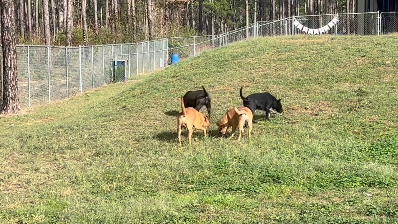 Enlarge Chibbs, a ADOPTABLE mixed breed in Coldspring, TX video 4/4