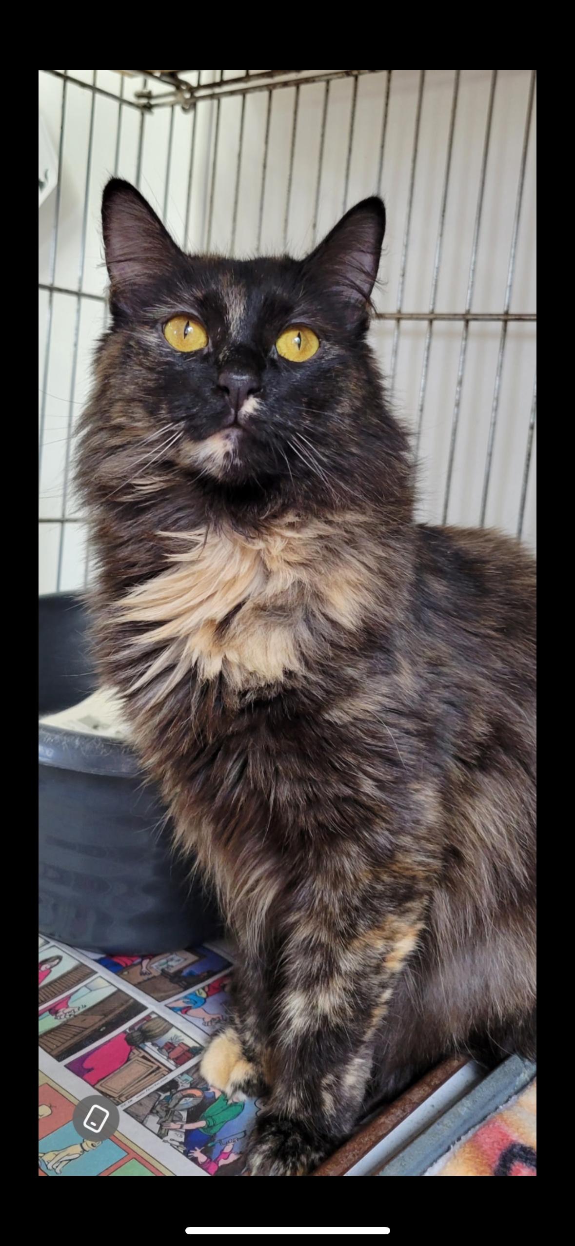 Linda- appointment only, Young Female Domestic Medium Hair