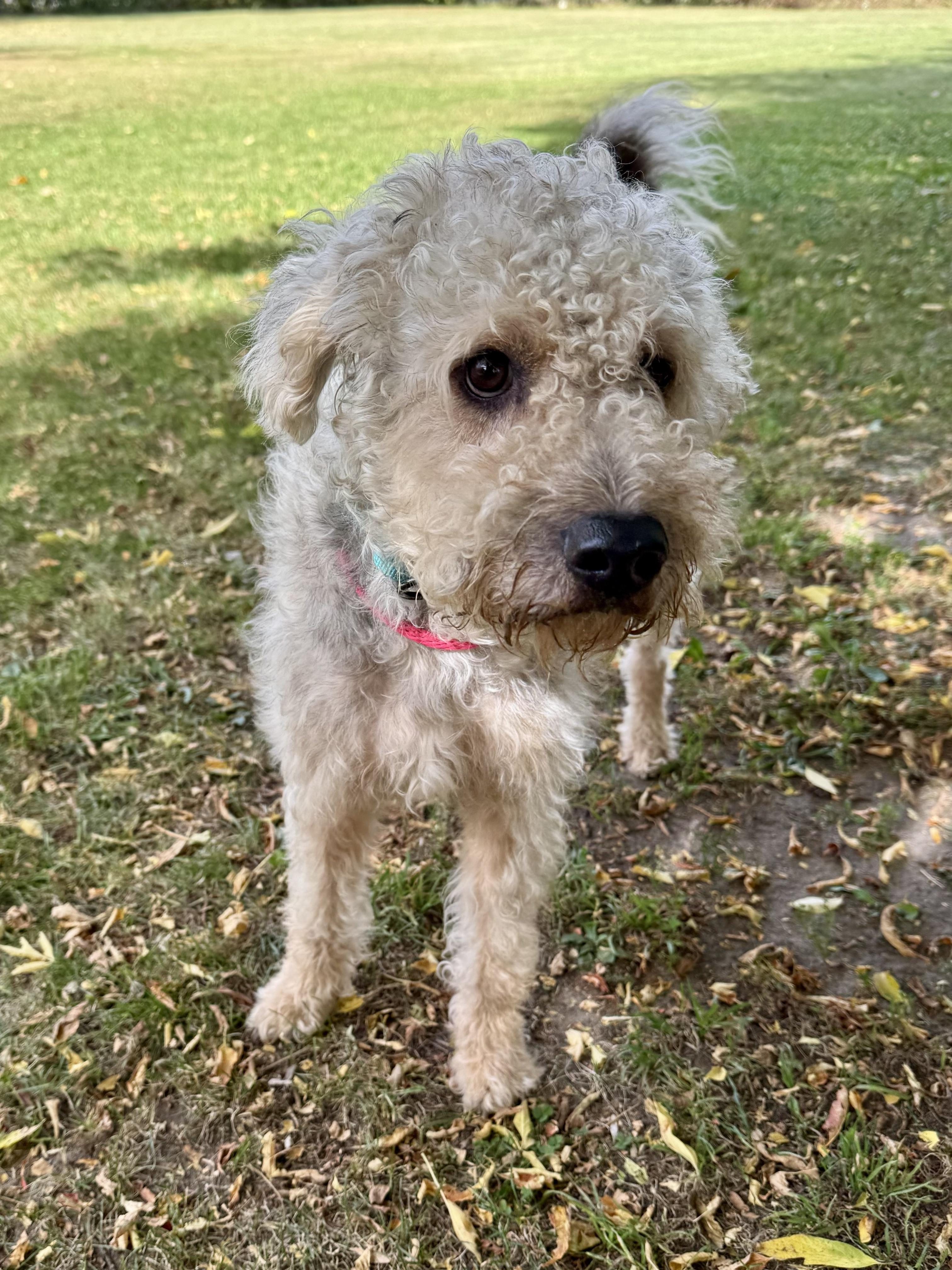 Enlarge Waggles, a Adoptable Standard Poodle in Midland, MI image 2/3