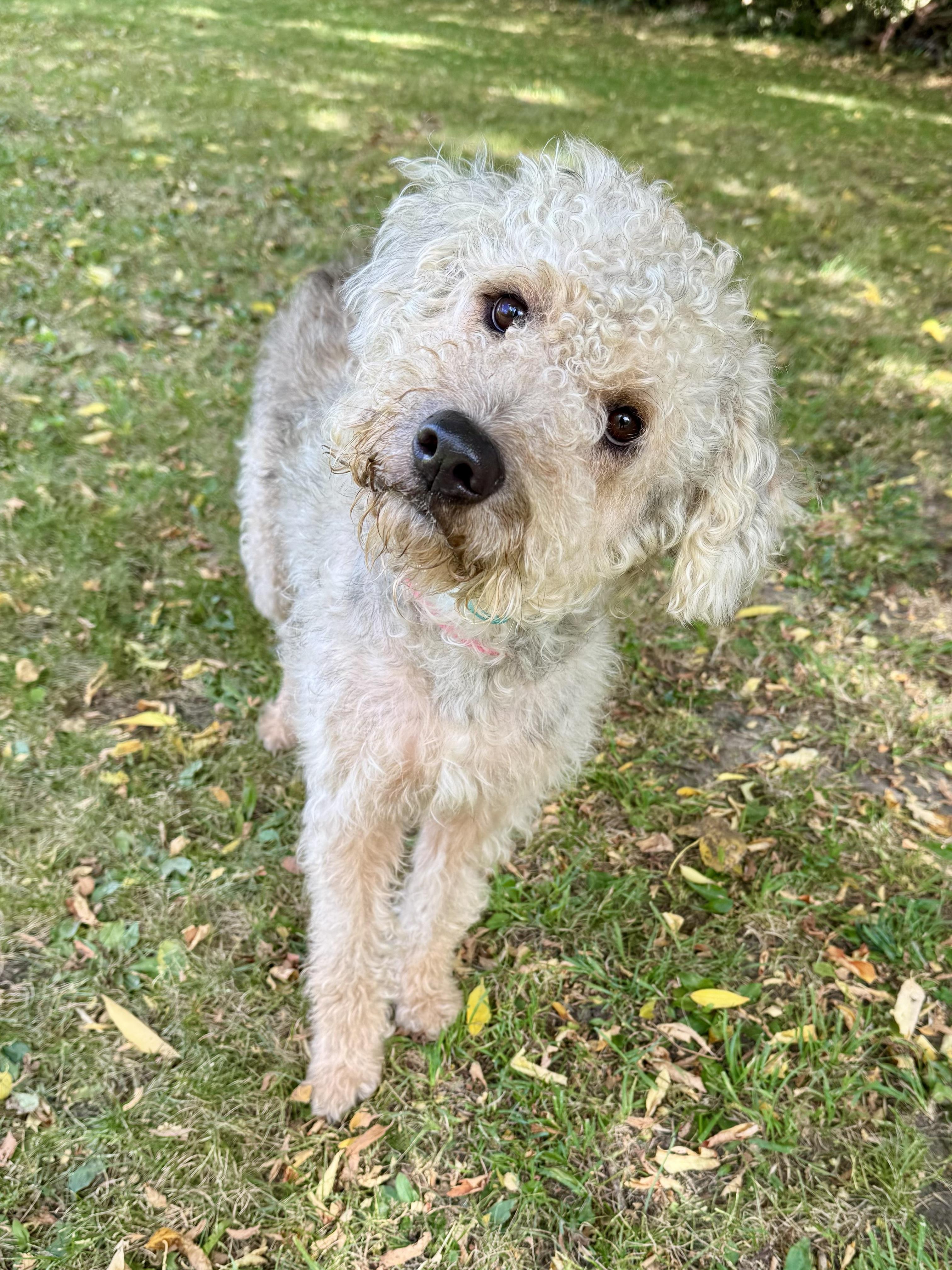 Enlarge Waggles, a Adoptable Standard Poodle in Midland, MI image 1/3