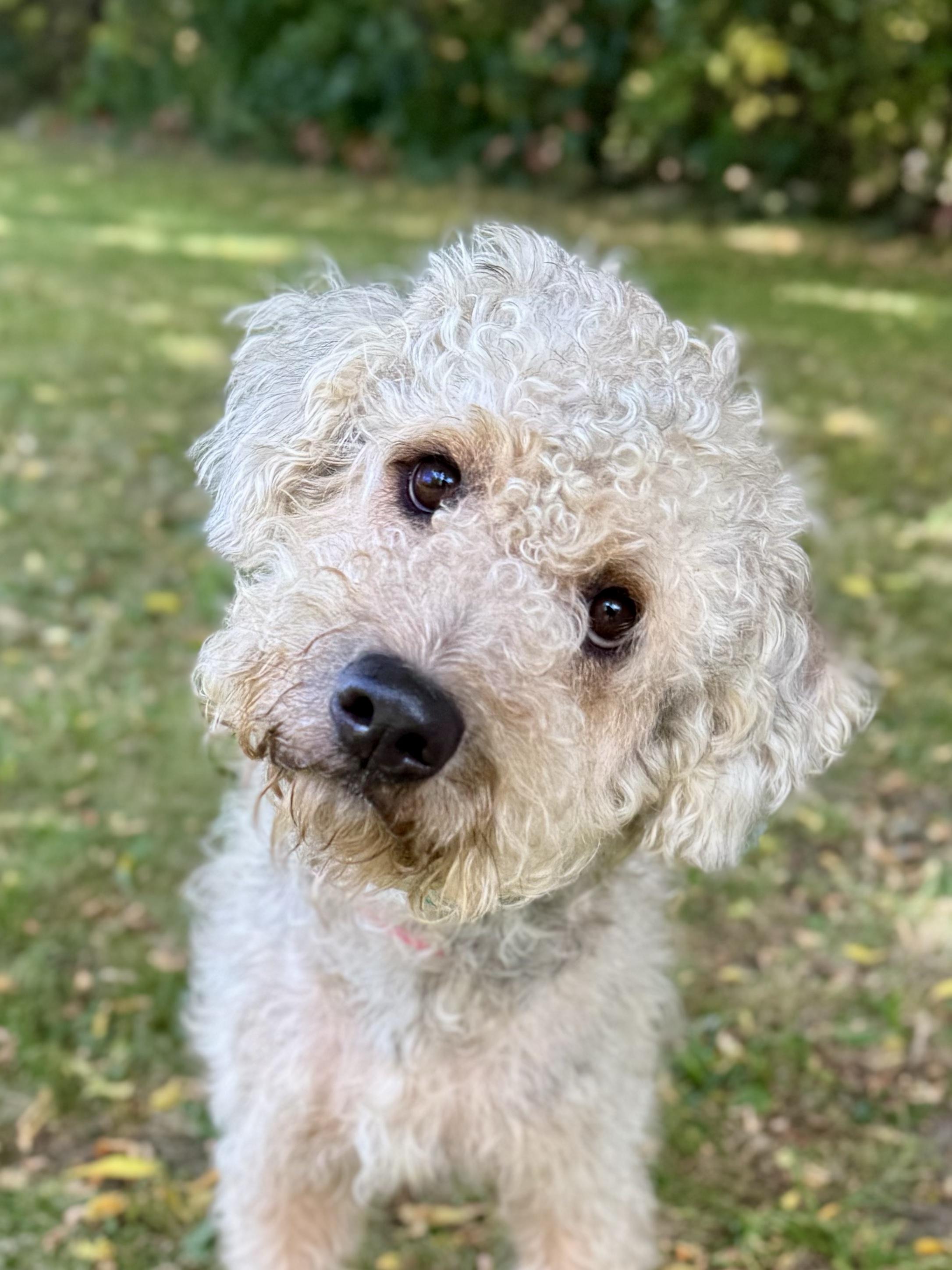 Enlarge Waggles, a Adoptable Standard Poodle in Midland, MI image 3/3