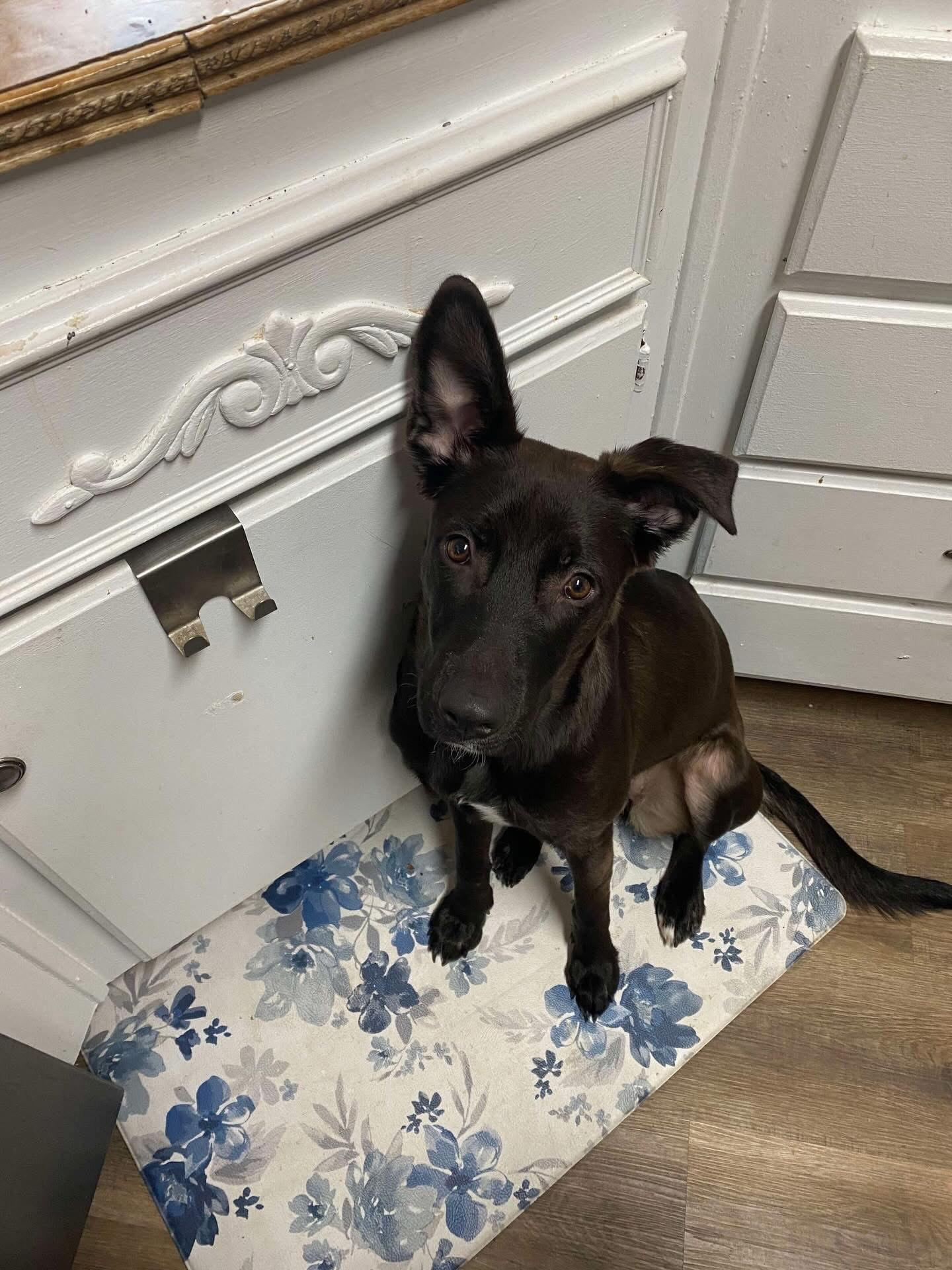 Daphne, Adoptable, Young Female Belgian Shepherd / Malinois.