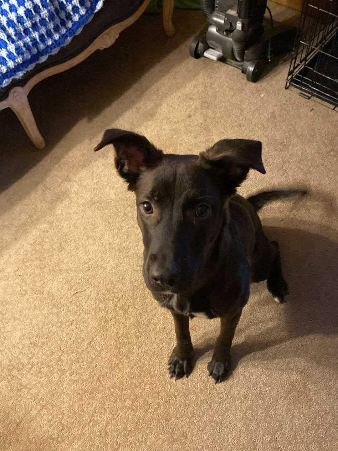 Enlarge Daphne, a Adoptable mixed breed in Las Vegas, NV image 3/4