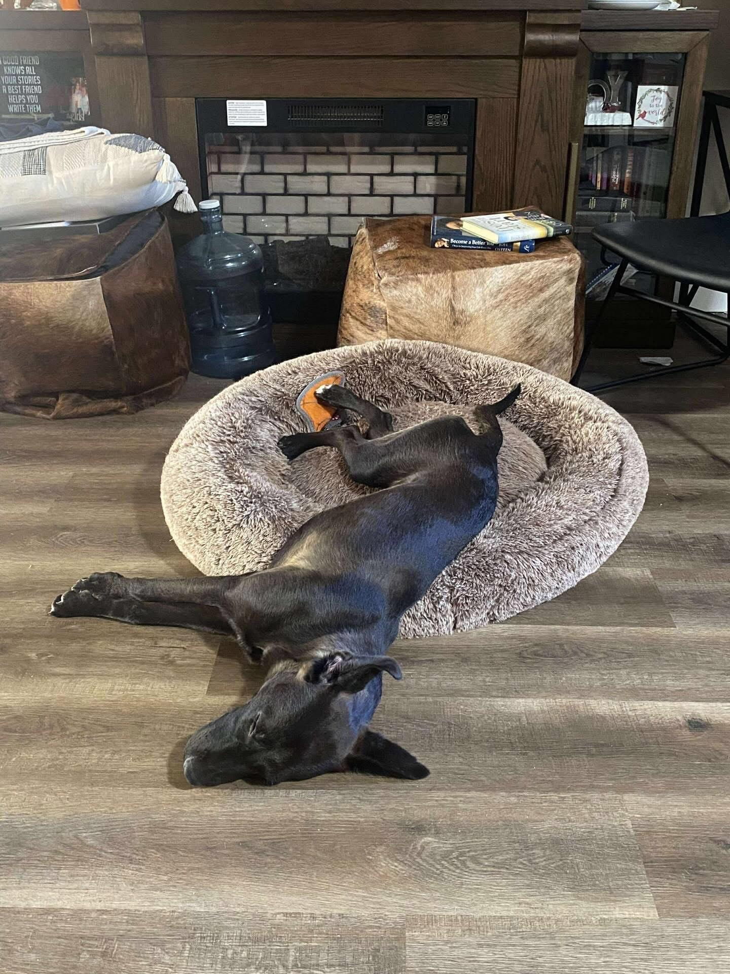 Enlarge Daphne, a Adoptable mixed breed in Las Vegas, NV image 4/4