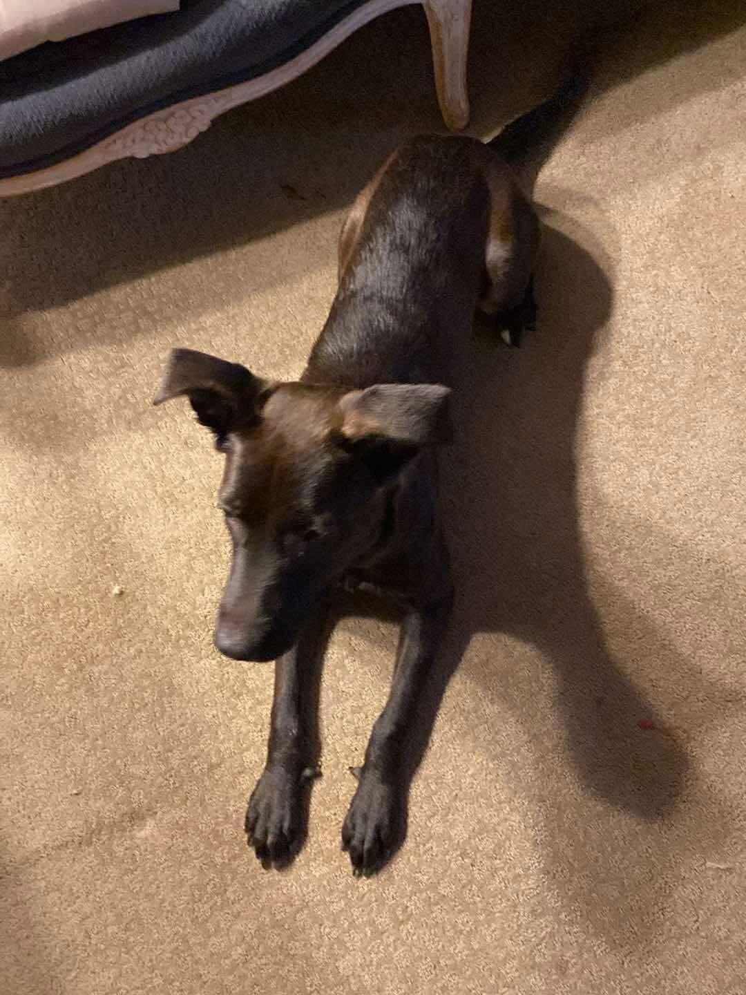 Enlarge Daphne, a Adoptable mixed breed in Las Vegas, NV image 2/4