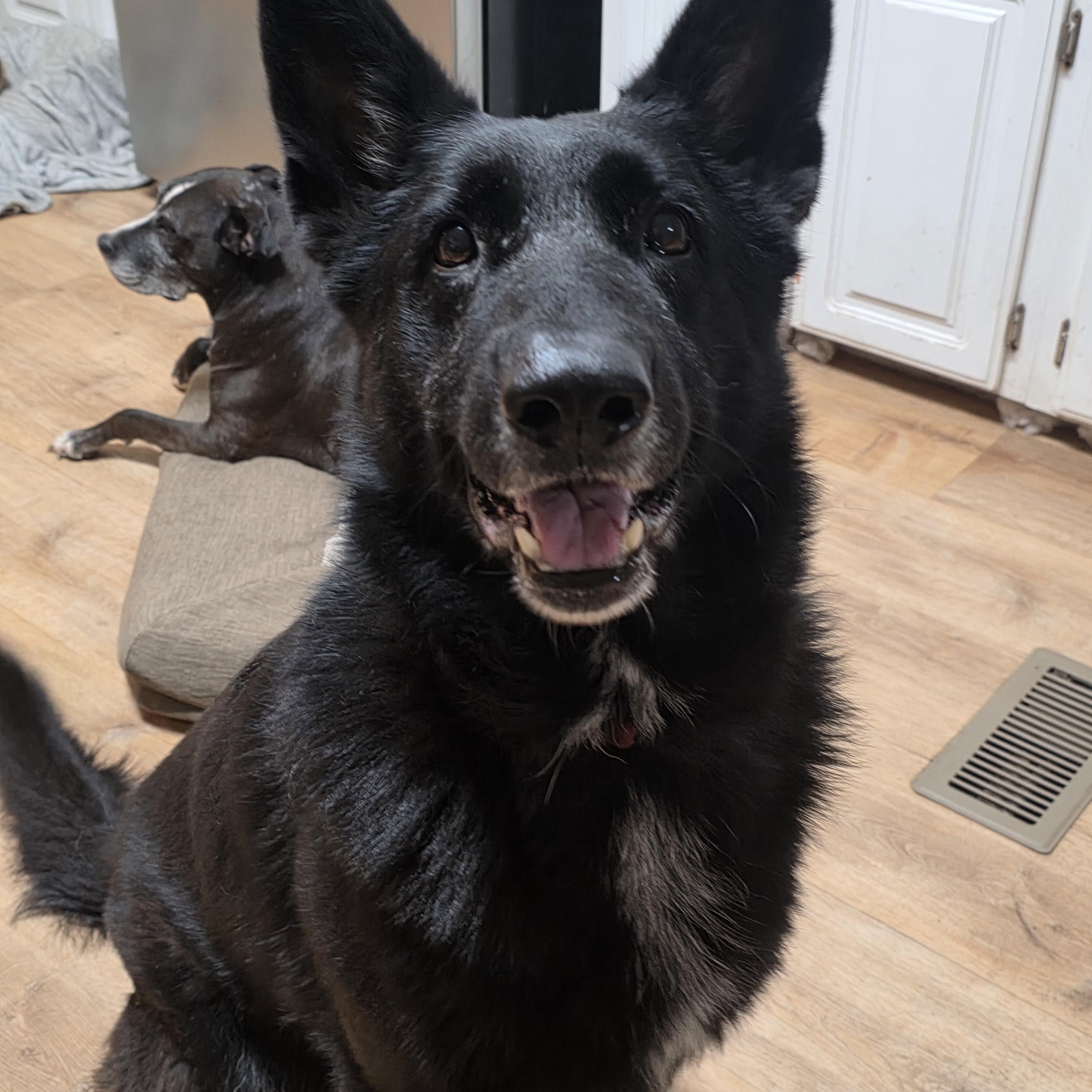 Enlarge Zeppelin , an adopted German Shepherd Dog in Houston, TX image 2/4