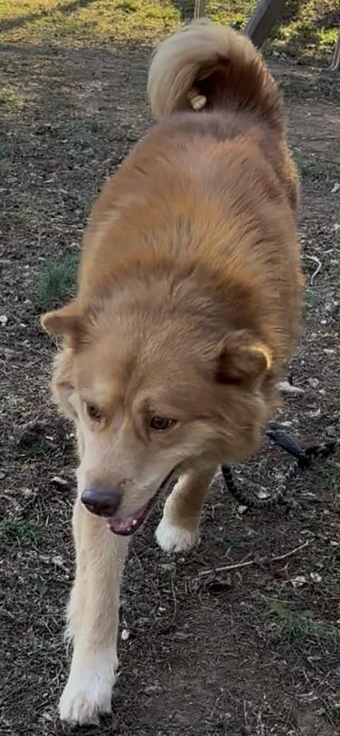 Enlarge Bear, an adopted mixed breed in Gardiner, NY image 2/4