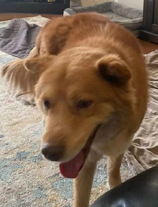 Bear, adopted, Adult Male Golden Retriever & Chow Chow.