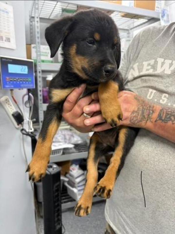Enlarge Tricksy, a Adoptable mixed breed in Morristown, TN image 1/1