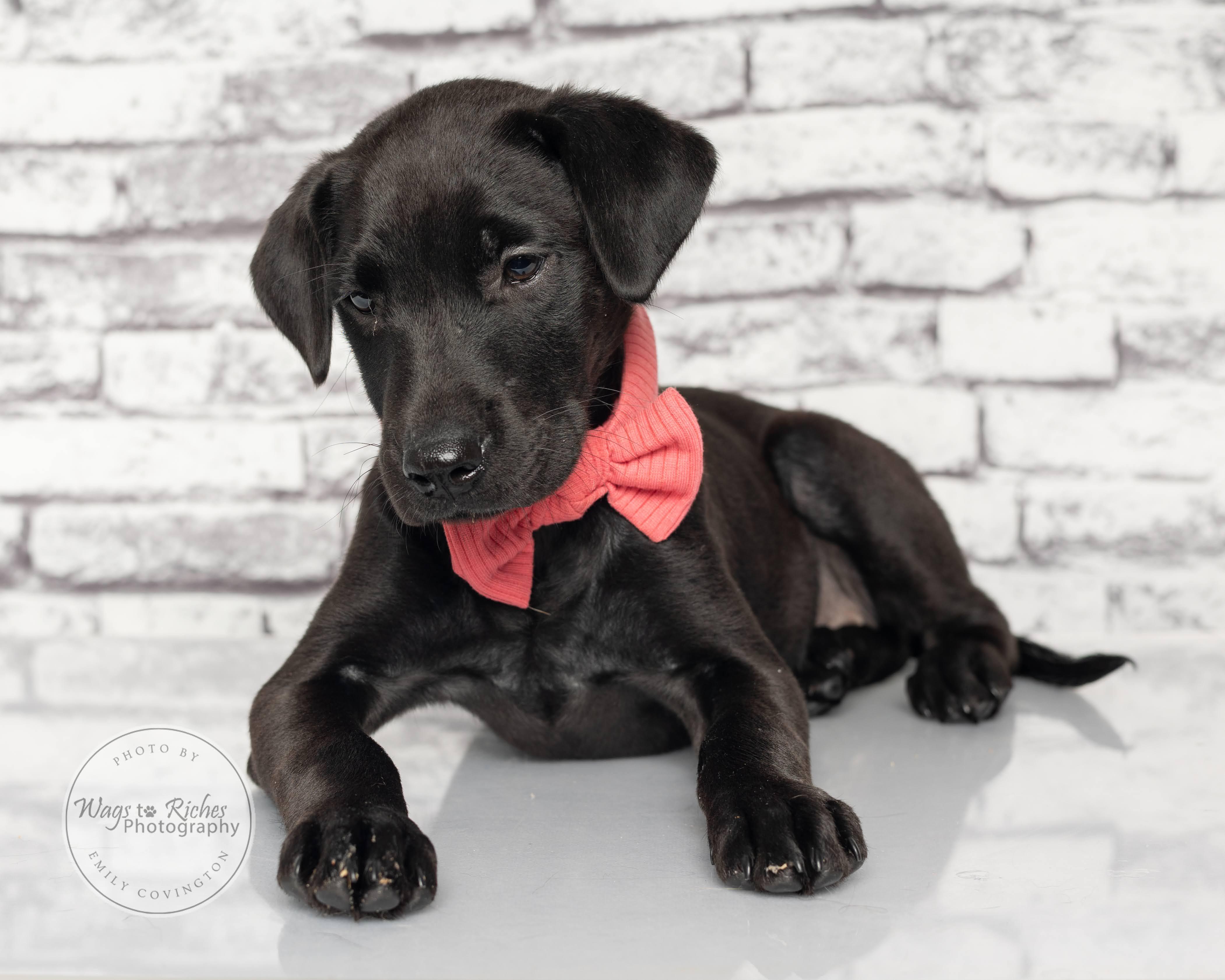 Mary - Adopted, an adopted Labrador Retriever in Knoxville, TN image 4/6