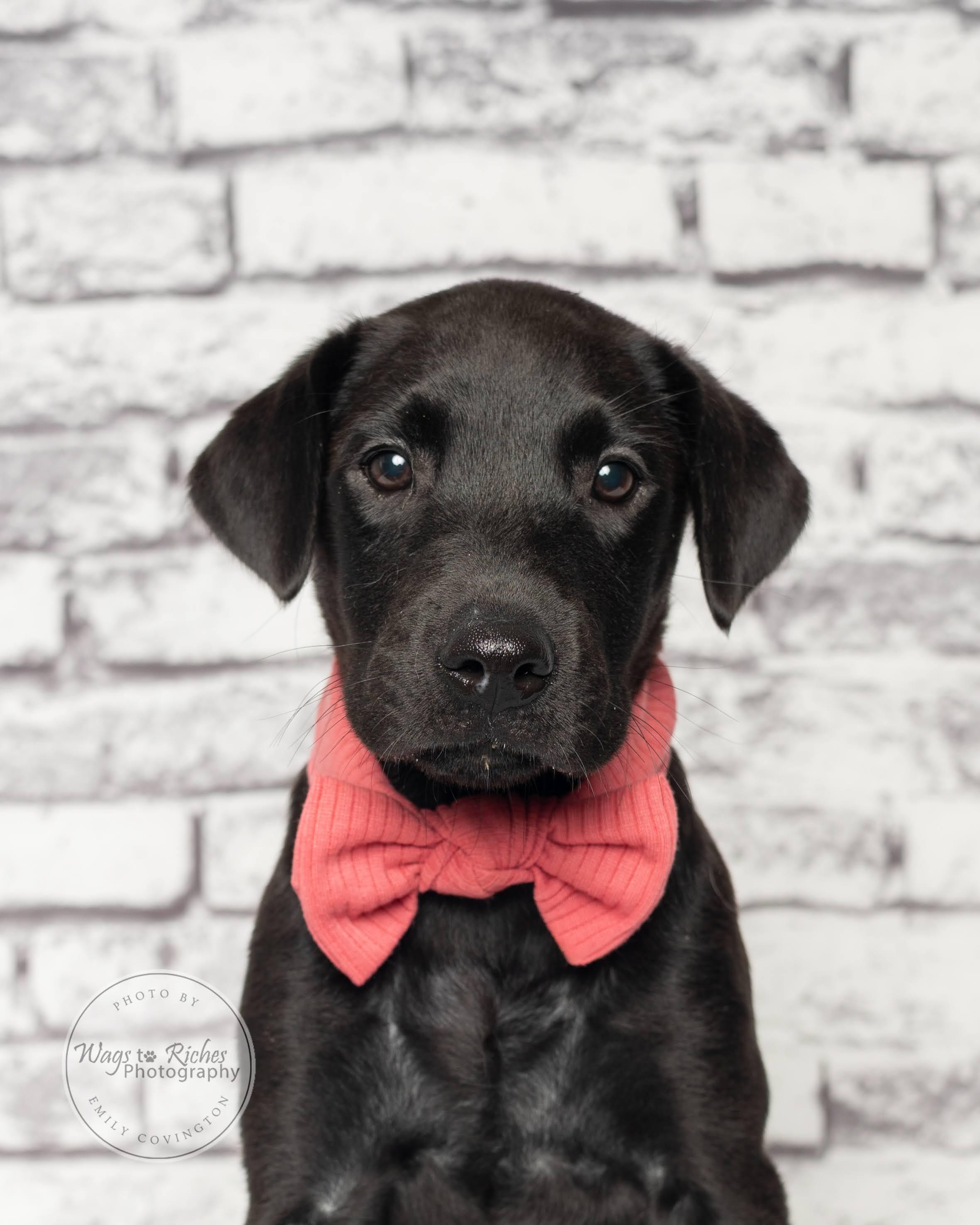 Mary - Adopted, an adopted Labrador Retriever in Knoxville, TN image 2/6