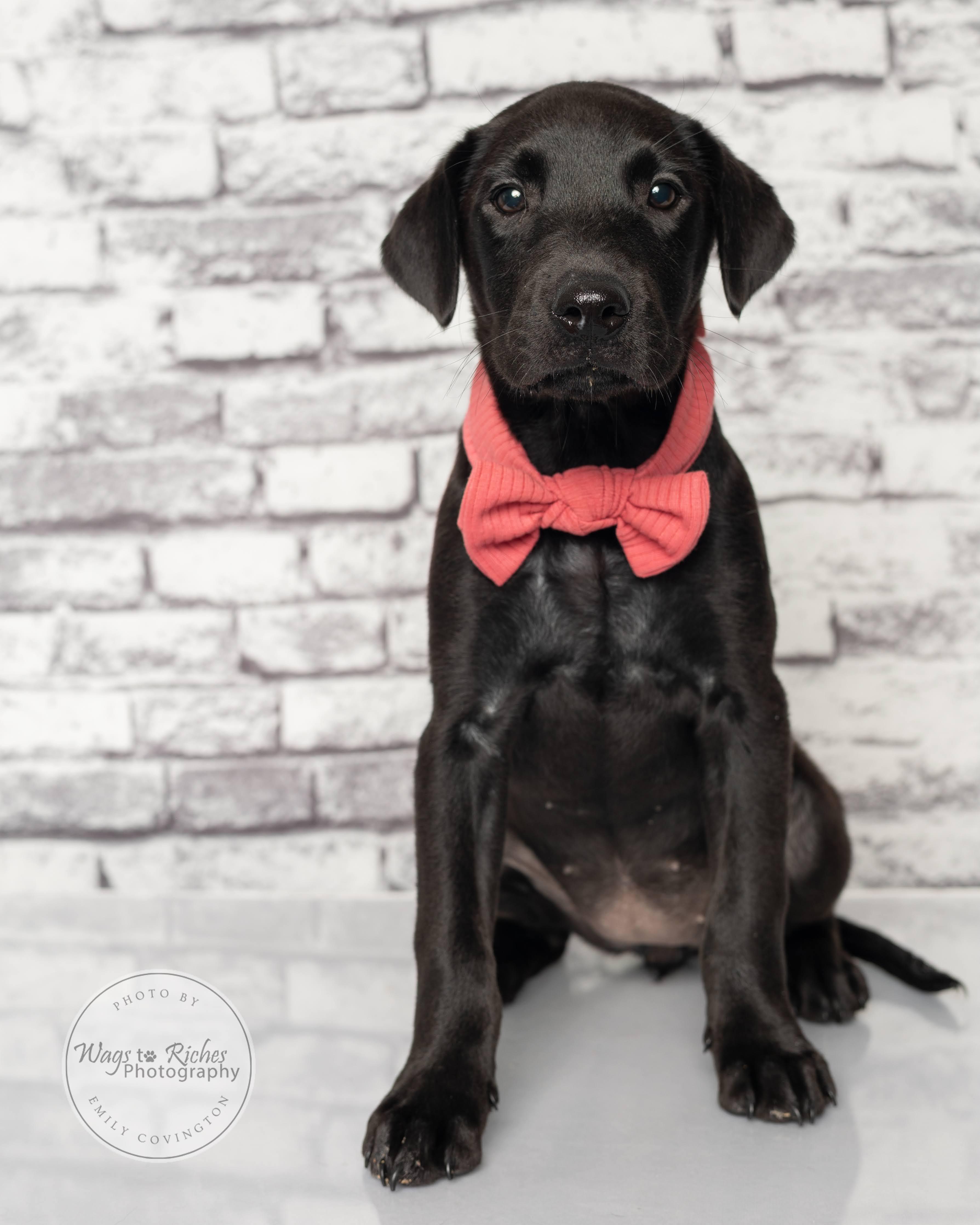 Mary - Adopted, an adopted Labrador Retriever in Knoxville, TN image 6/6
