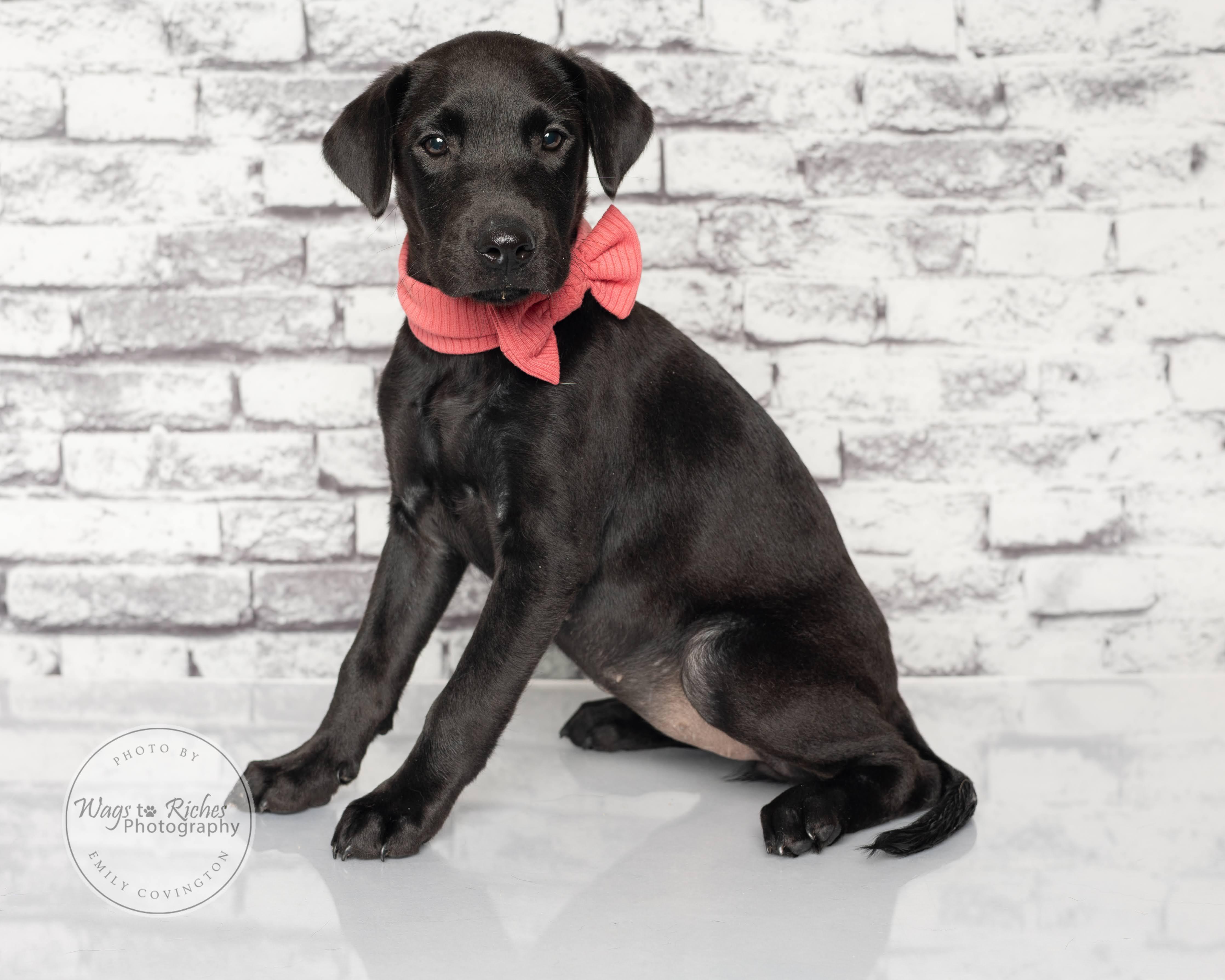 Mary - Adopted, an adopted Labrador Retriever in Knoxville, TN image 5/6