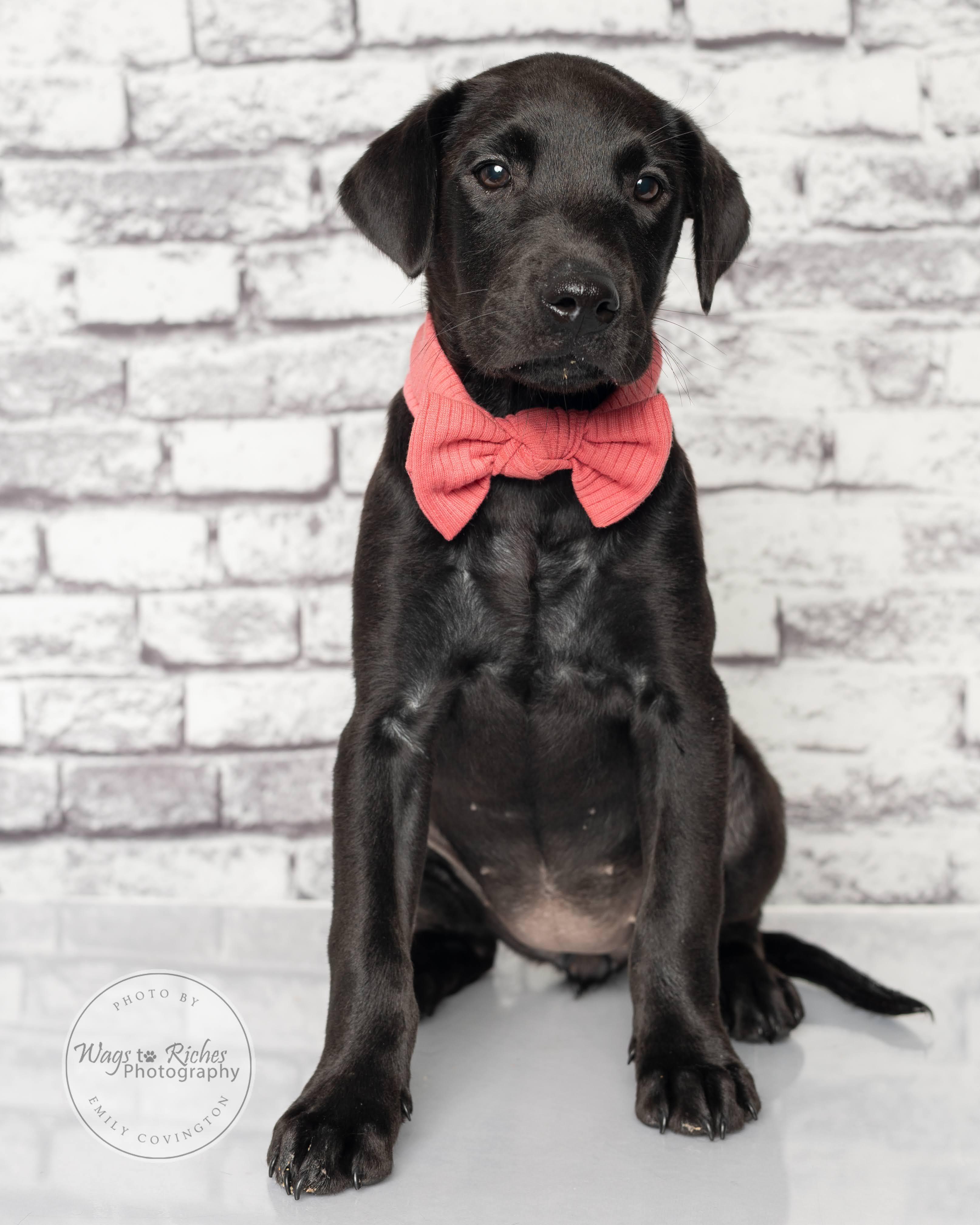 Mary - Adopted, adopted, Puppy Female Labrador Retriever.