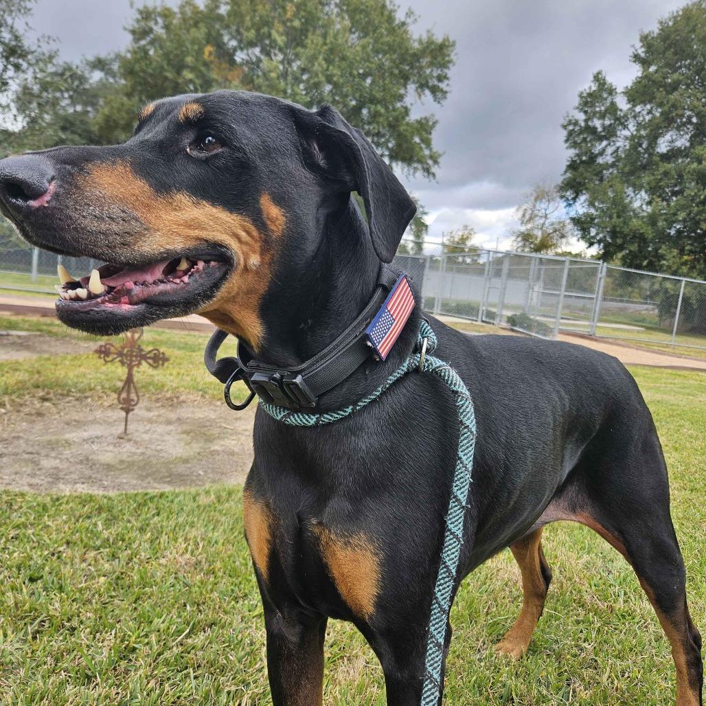 Enlarge Coco, a Adoptable mixed breed in Beaumont, TX image 1/6