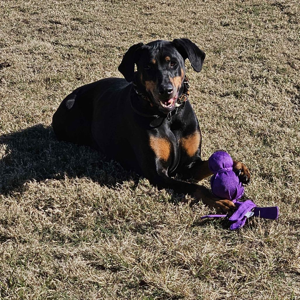 Enlarge Coco, a Adoptable mixed breed in Beaumont, TX image 2/6