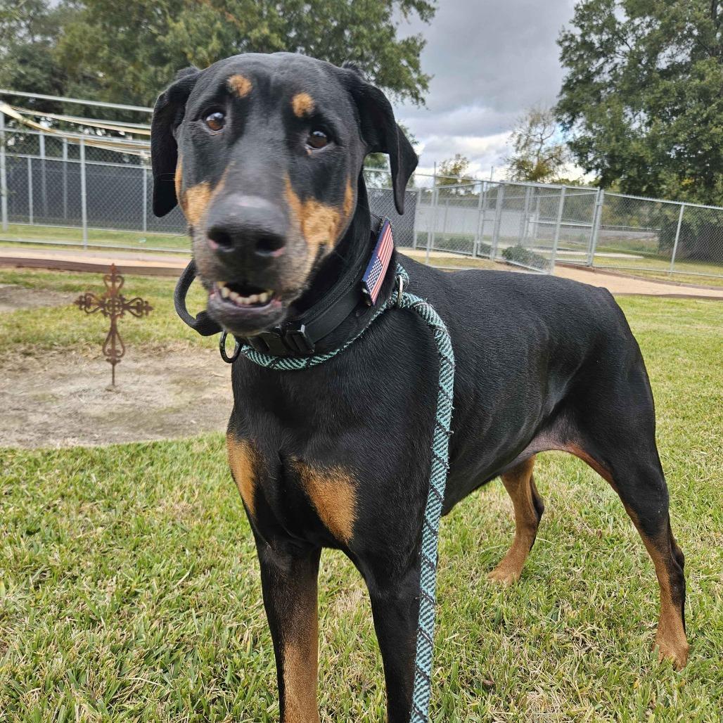 Enlarge Coco, a Adoptable mixed breed in Beaumont, TX image 3/6