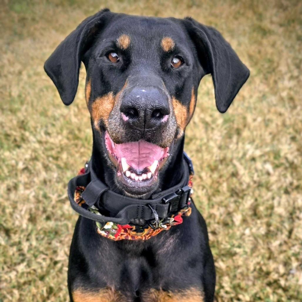 Enlarge Coco, a Adoptable mixed breed in Beaumont, TX image 4/6