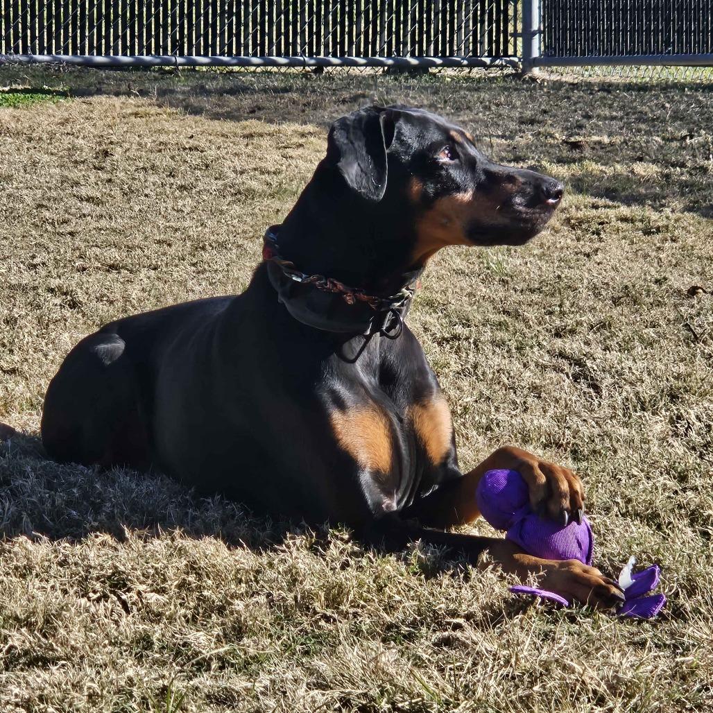 Enlarge Coco, a Adoptable mixed breed in Beaumont, TX image 5/6