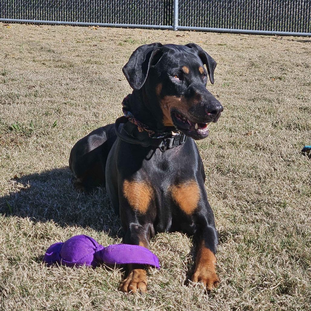 Enlarge Coco, a Adoptable mixed breed in Beaumont, TX image 6/6