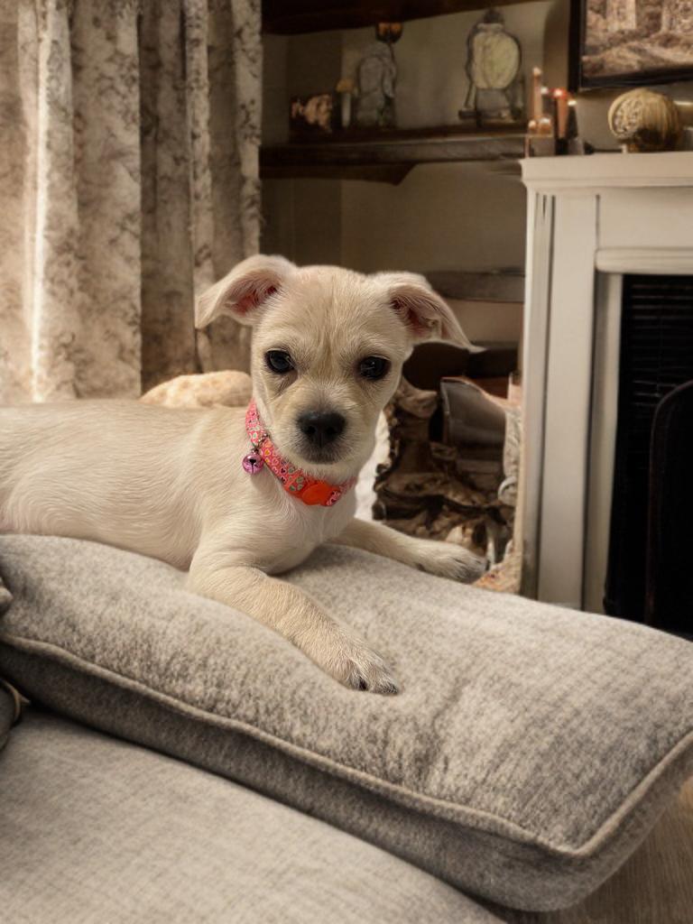 Enlarge Dolly, a Adopted mixed breed in San Antonio, TX image 2/3