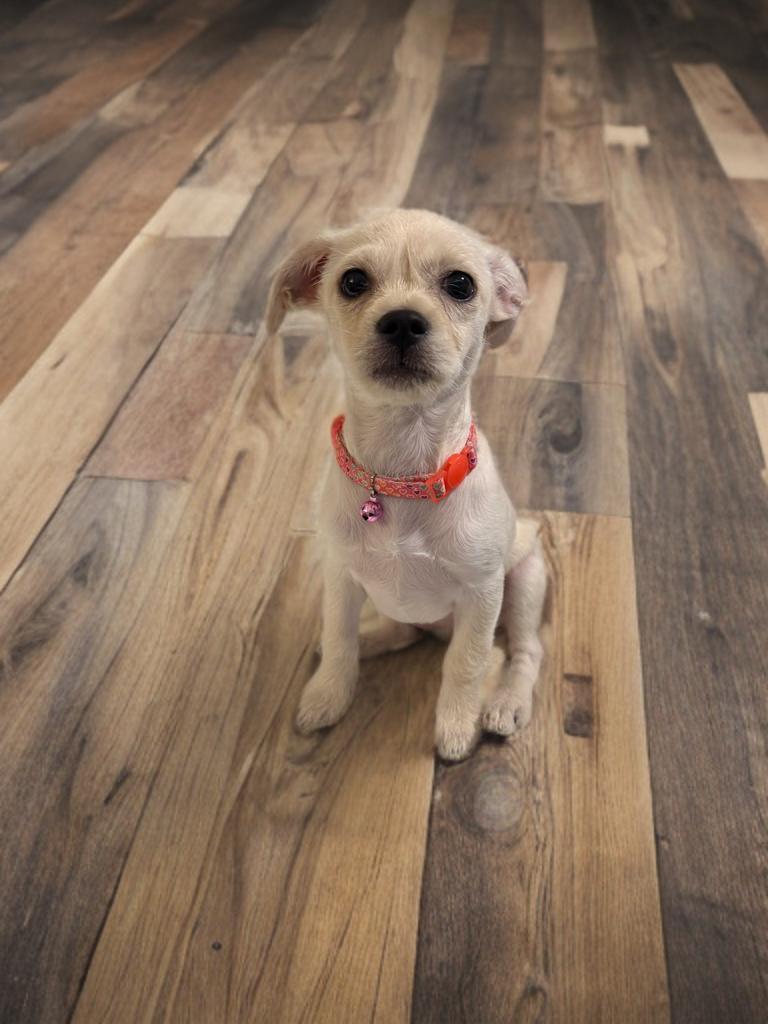 Enlarge Dolly, a Adopted mixed breed in San Antonio, TX image 1/3