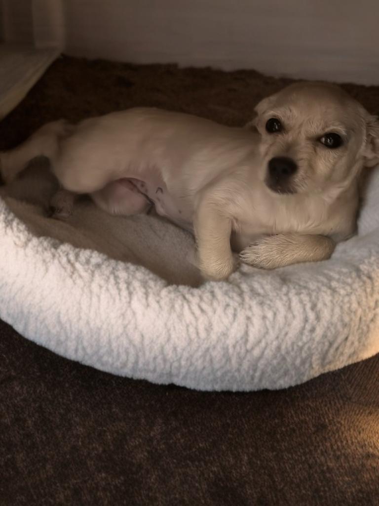 Enlarge Dolly, a Adopted mixed breed in San Antonio, TX image 3/3