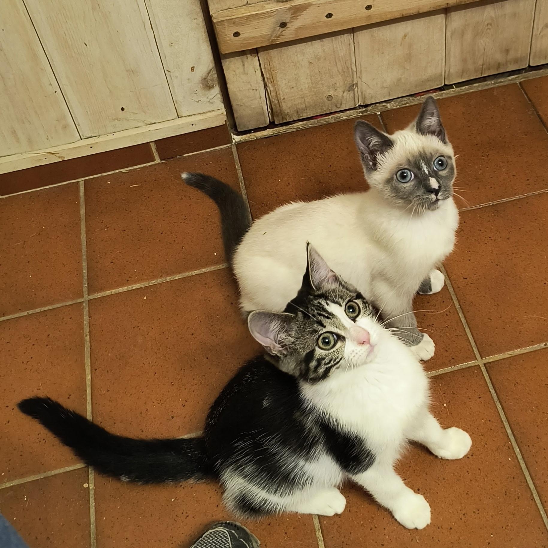 Allison & Rhodes, Baby Female Domestic Short Hair