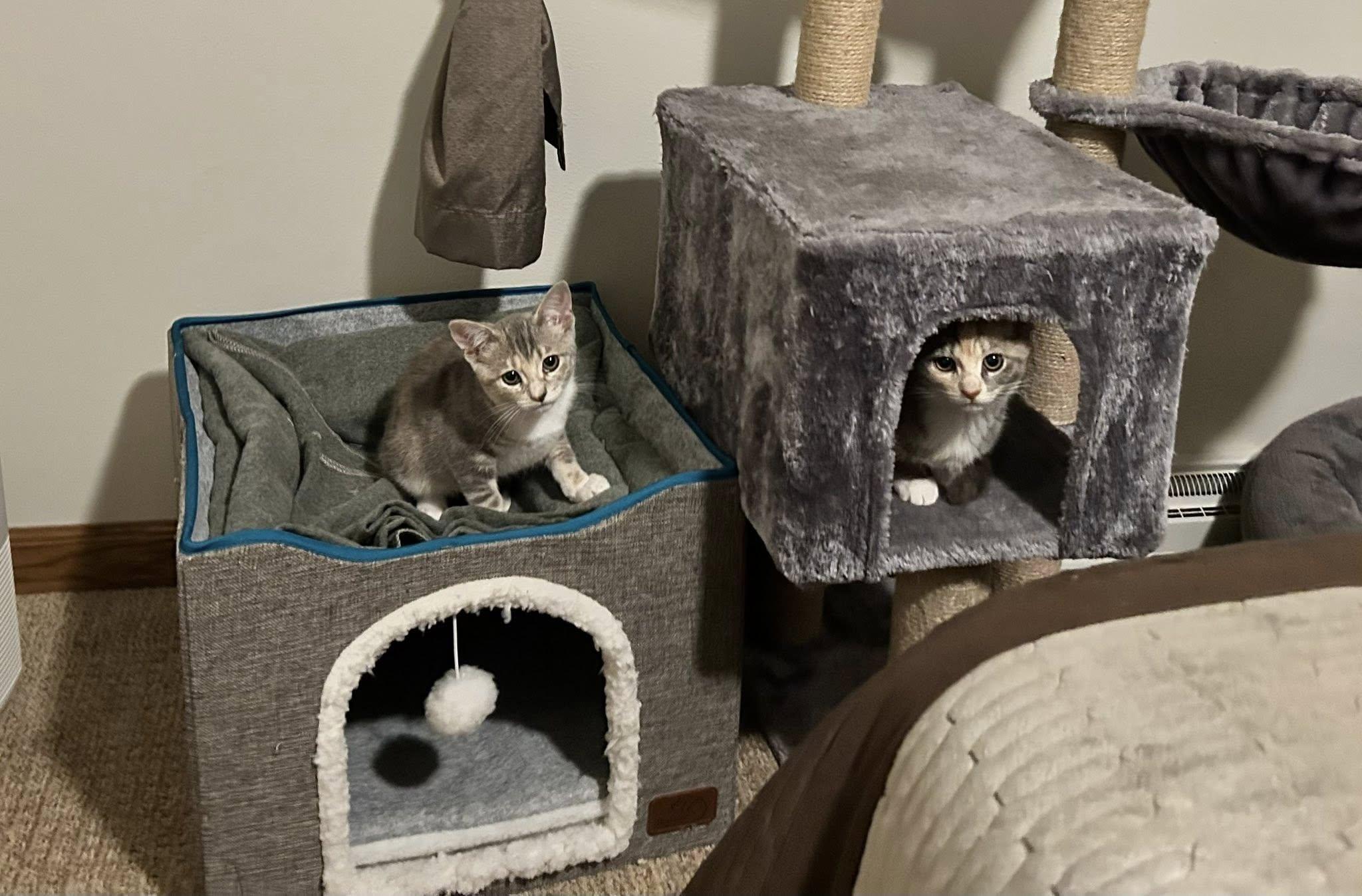 Birdie & Peaches, a Adoptable Domestic Short Hair in De Pere, WI image 6/6
