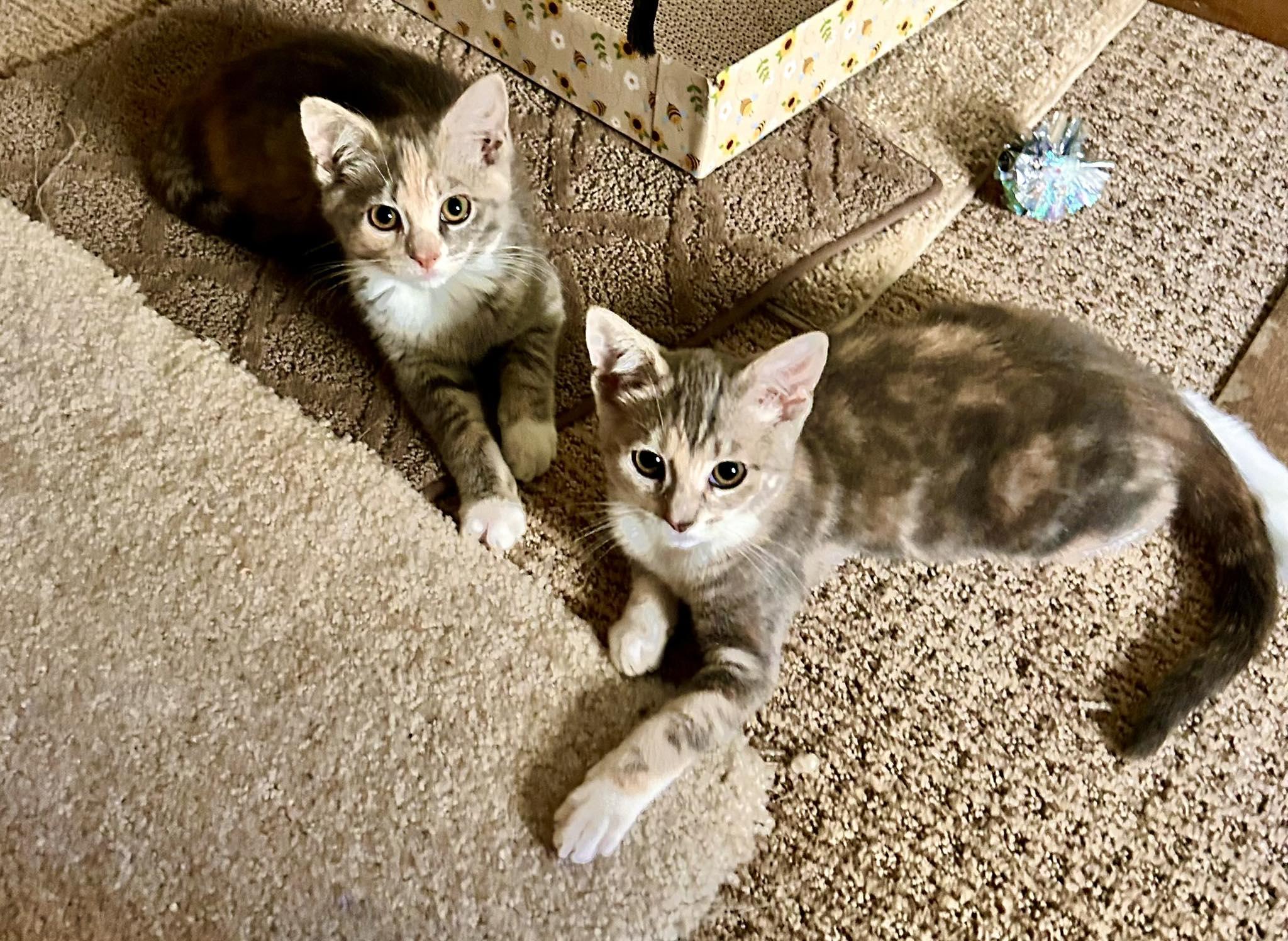 Birdie & Peaches, a Adoptable Domestic Short Hair in De Pere, WI image 1/6