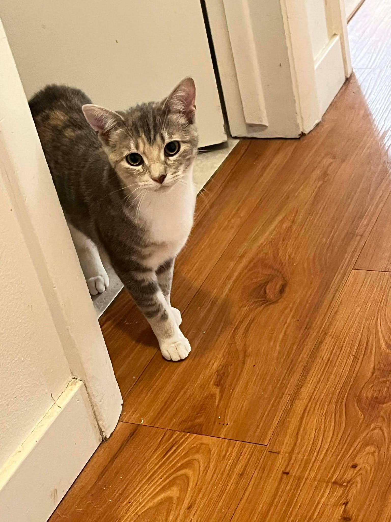 Birdie & Peaches, a Adoptable Domestic Short Hair in De Pere, WI image 2/6