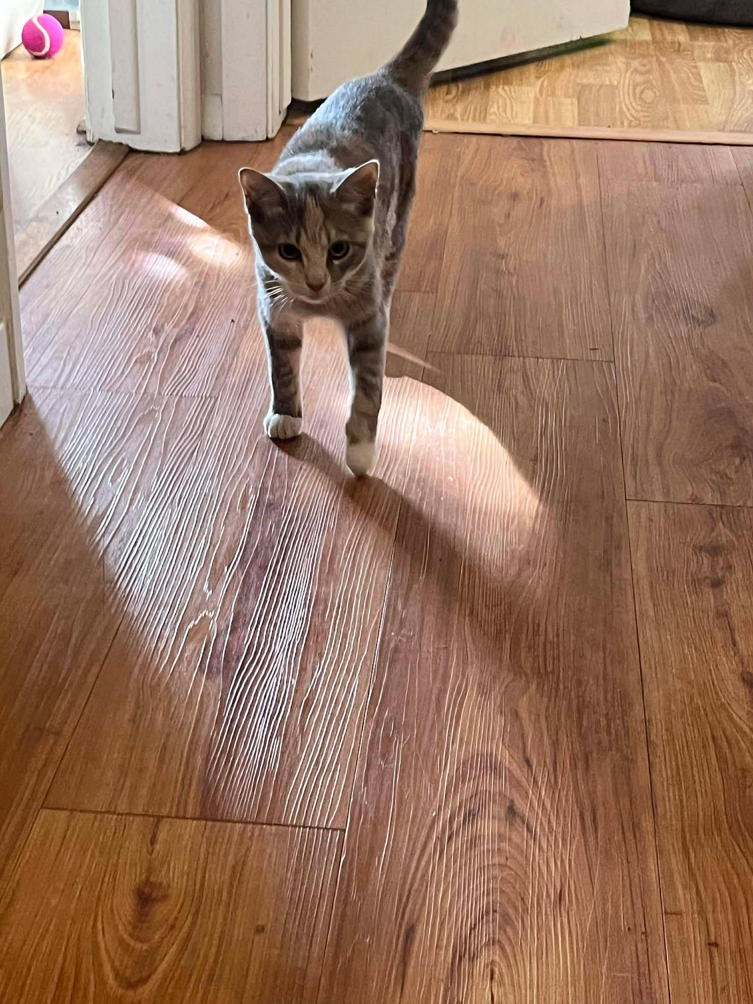 Birdie & Peaches, a Adoptable Domestic Short Hair in De Pere, WI image 3/6