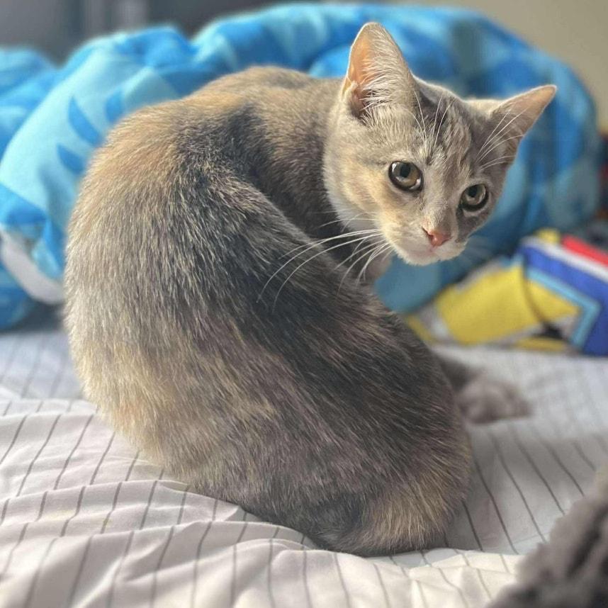 Birdie & Peaches, a Adoptable Domestic Short Hair in De Pere, WI image 4/6