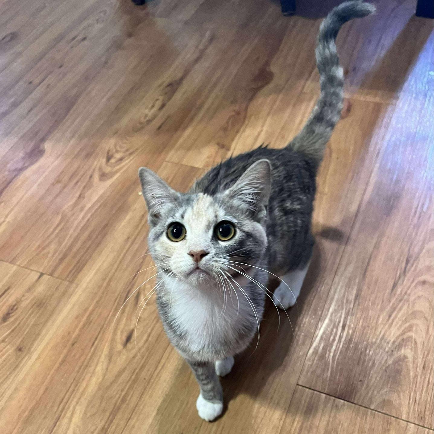 Birdie & Peaches, a Adoptable Domestic Short Hair in De Pere, WI image 5/6