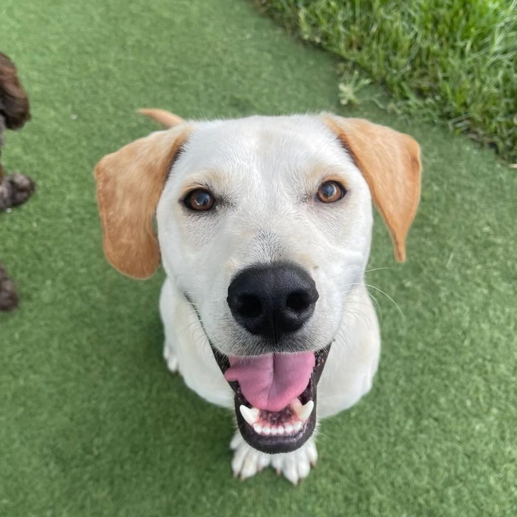 Enlarge DUNCAN, a Adoptable mixed breed in Palm City, FL image 1/2