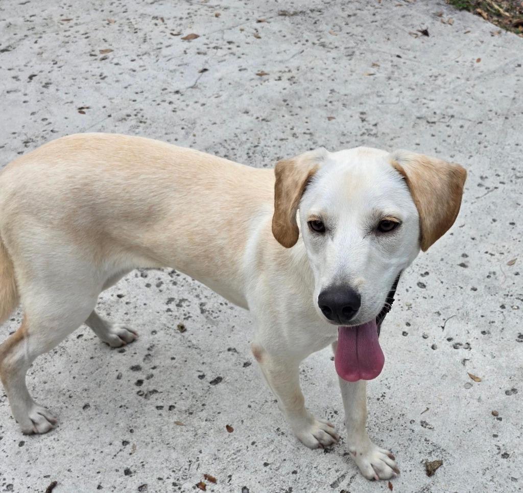 Enlarge DUNCAN, a Adoptable mixed breed in Palm City, FL image 1/1