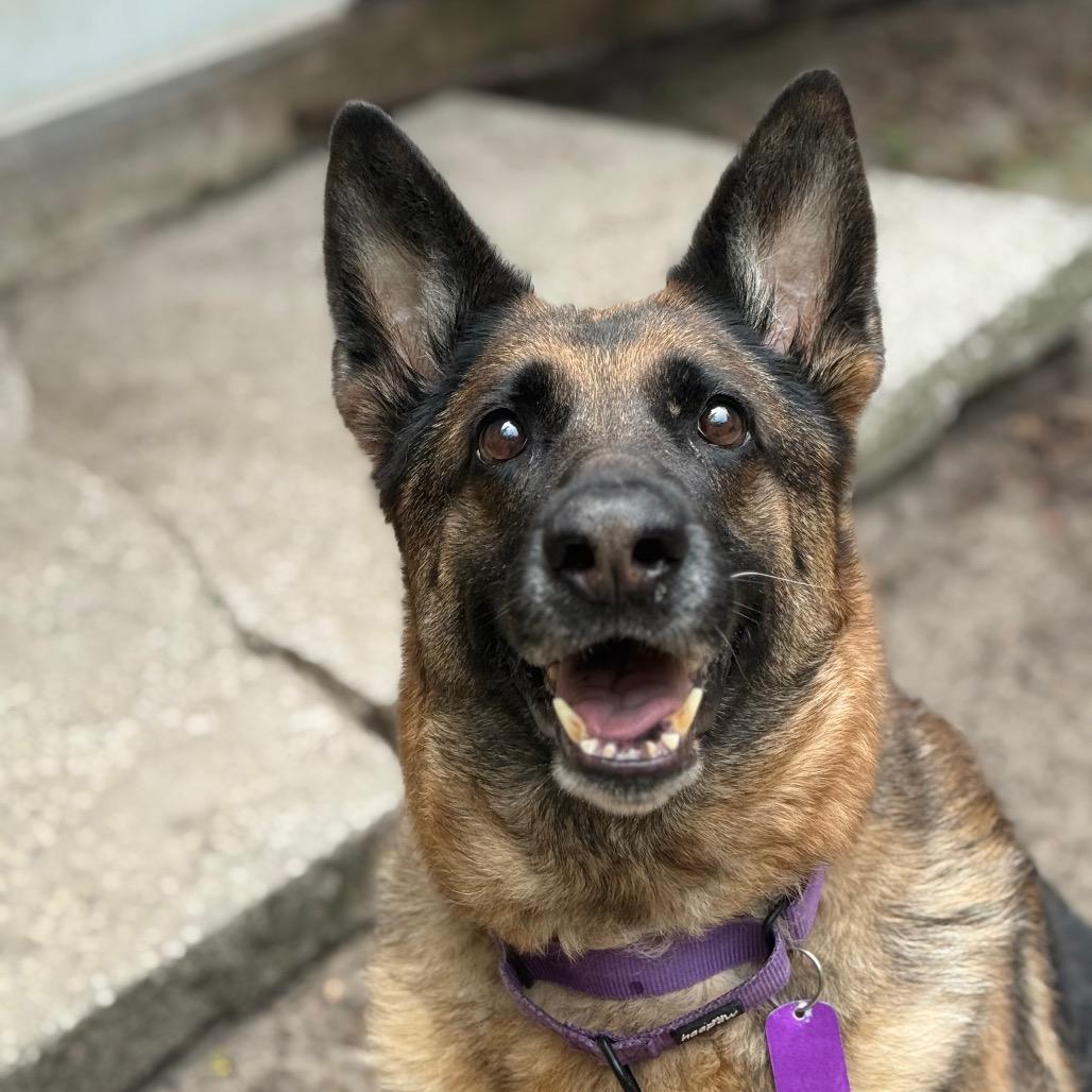 Stella, Adoptable, Adult Female German Shepherd Dog.