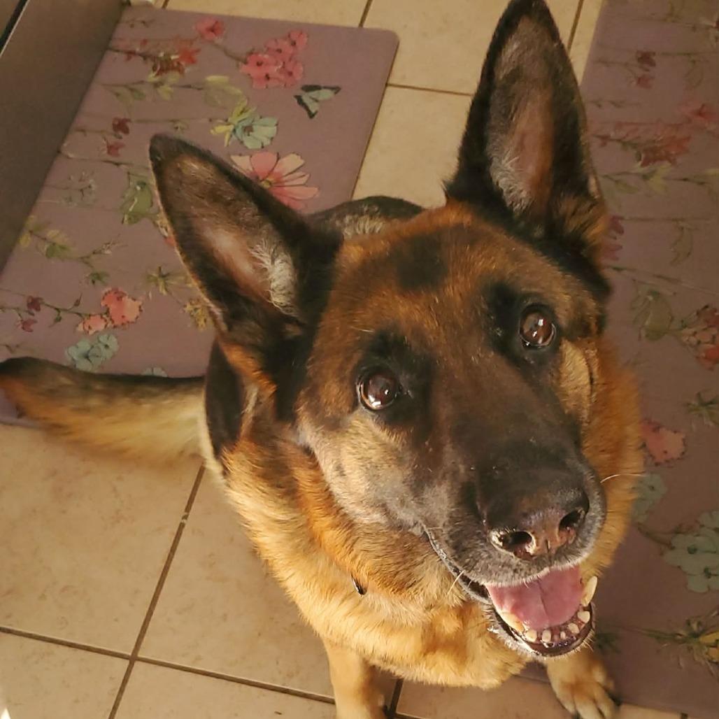 Enlarge Stella, a Adoptable German Shepherd Dog in Proctorville, OH image 2/2