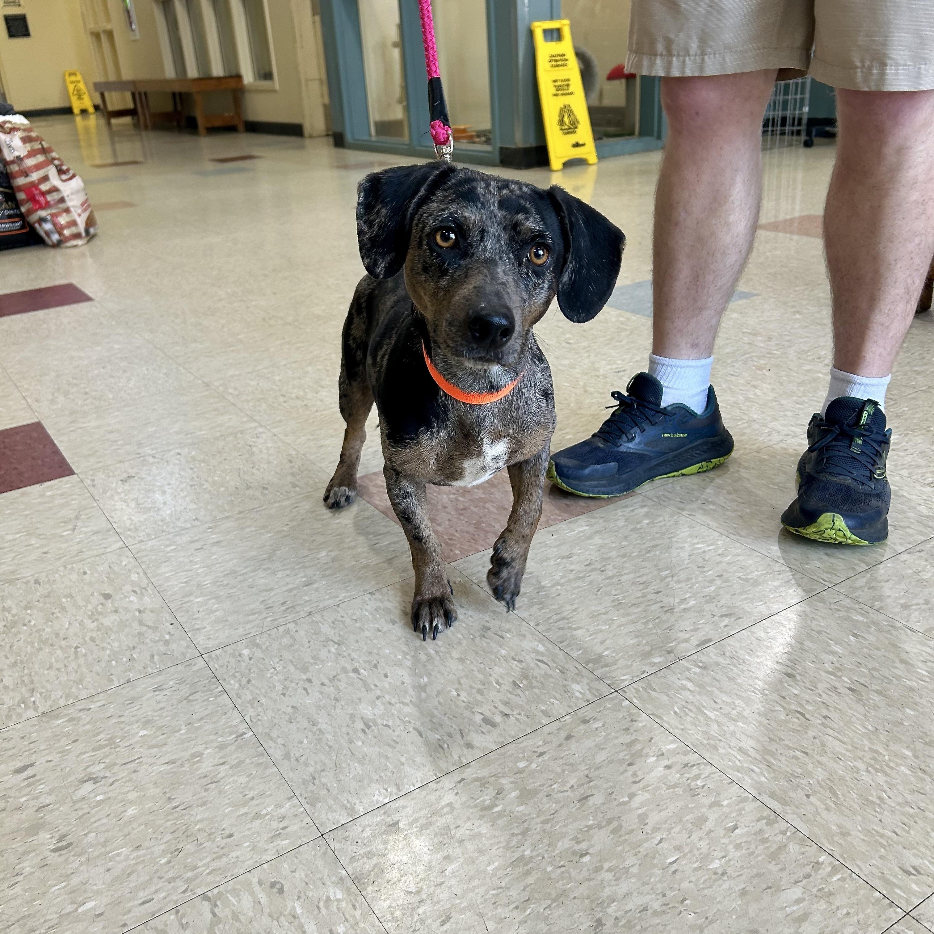 Pinki, an adopted mixed breed in Jackson, MS image 1/2