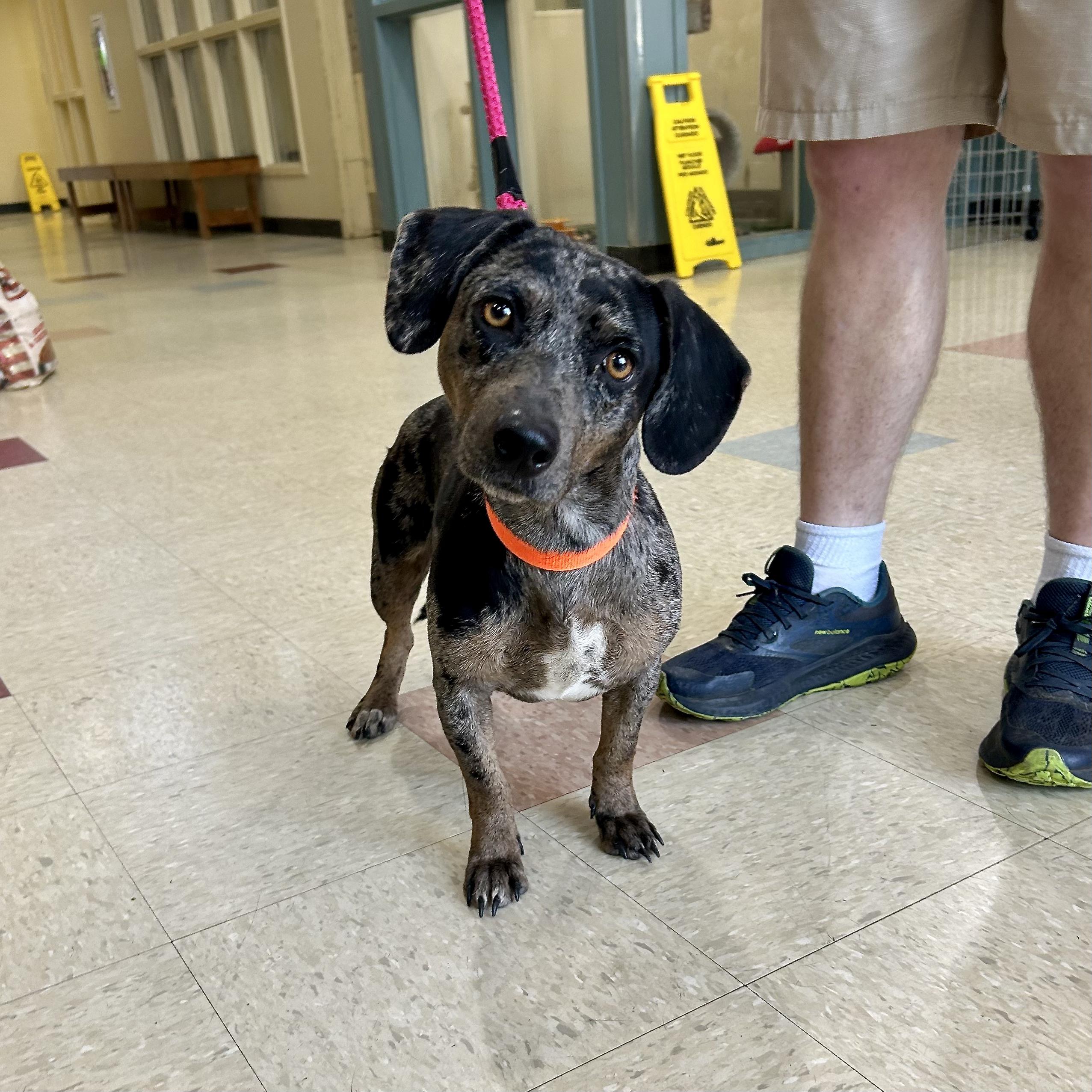 Pinki, an adopted mixed breed in Jackson, MS image 2/2