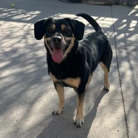 Enlarge Belle , an adoptable Mixed Breed in Rapid City, SD image 1/6